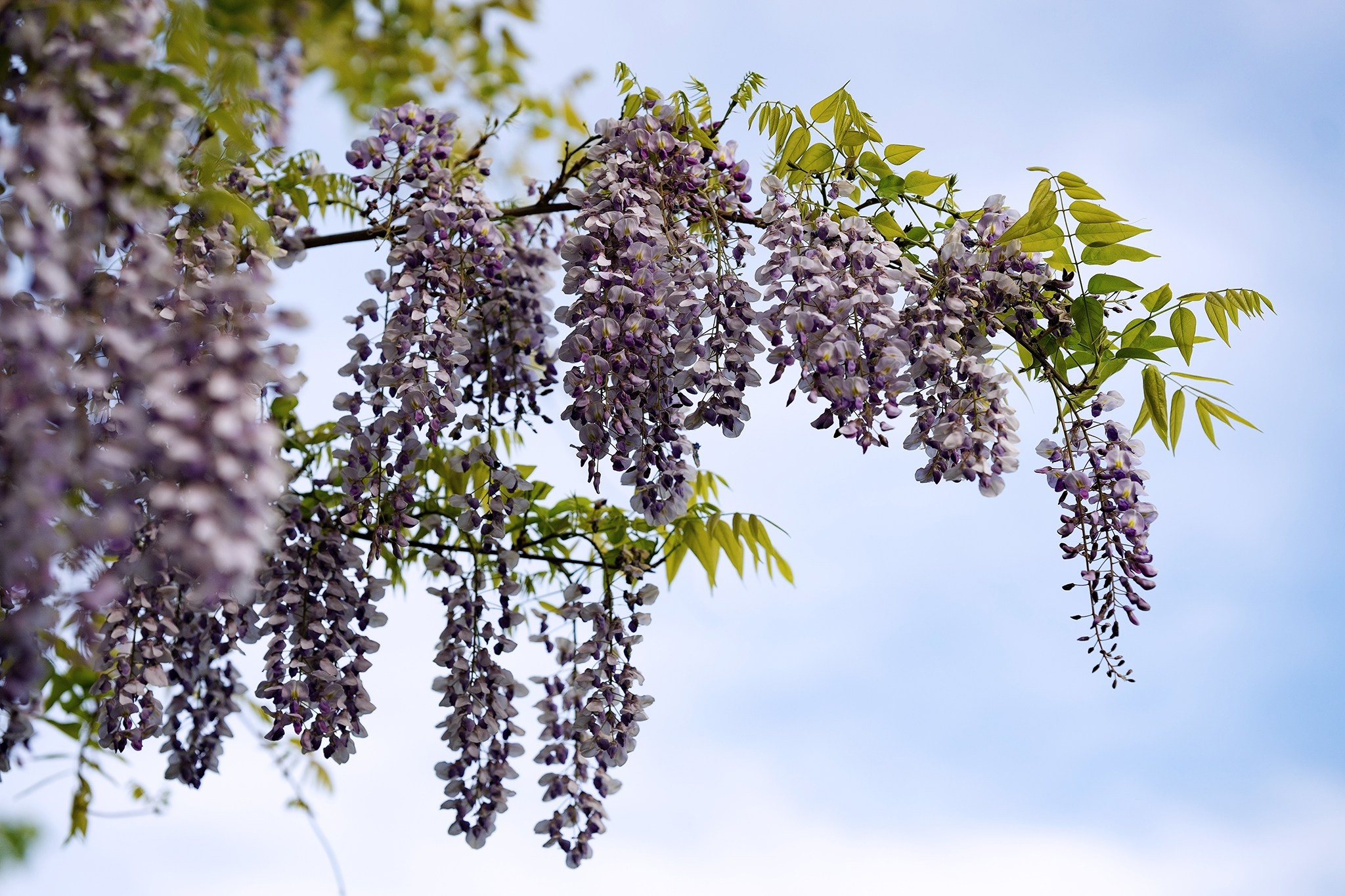 Calin. Fotograf evenimente. Fotograf nunta. Fotograf Botez. Mihaela Savu