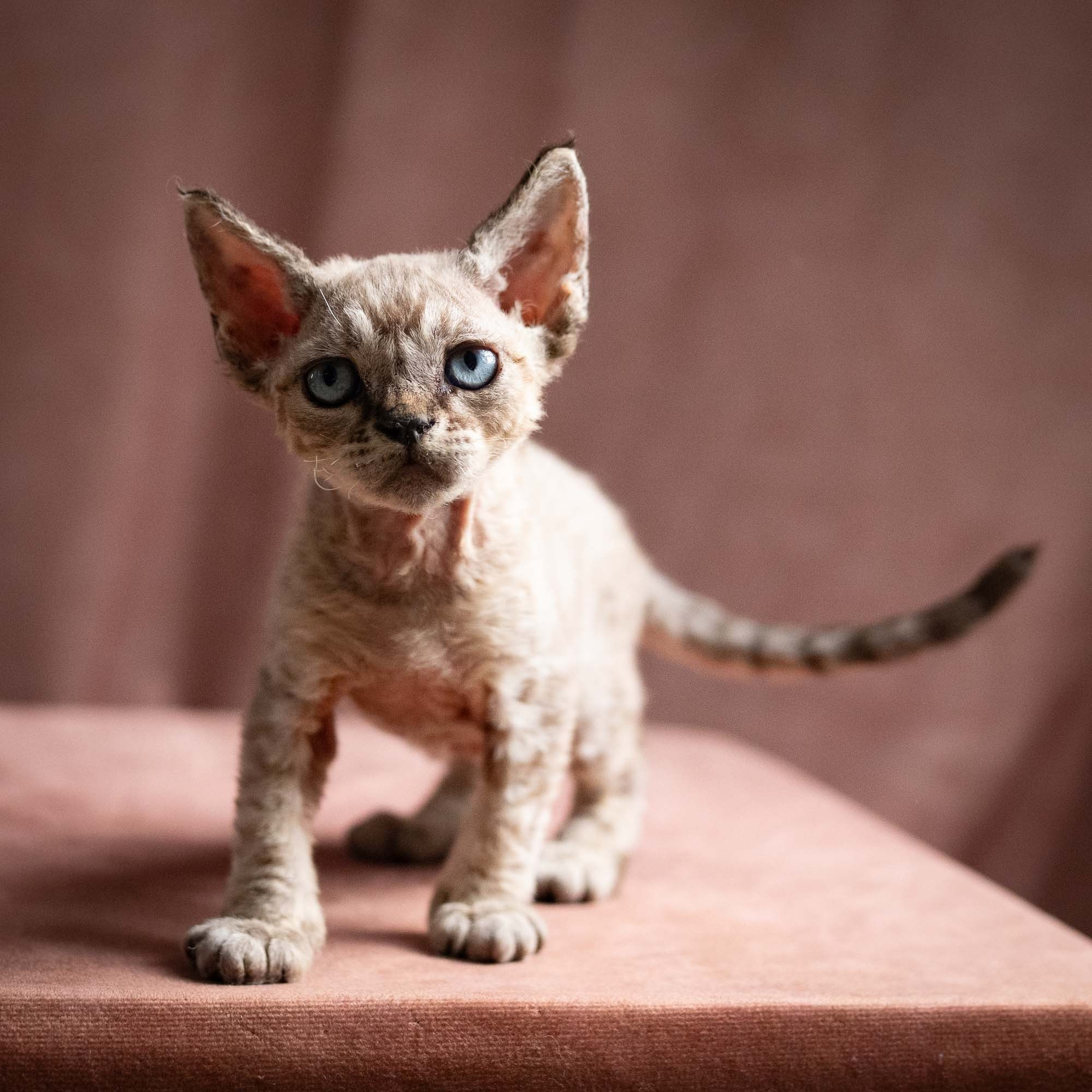 Quincy, boy, born 02.14.26. Devon Rex Pixie Cattery