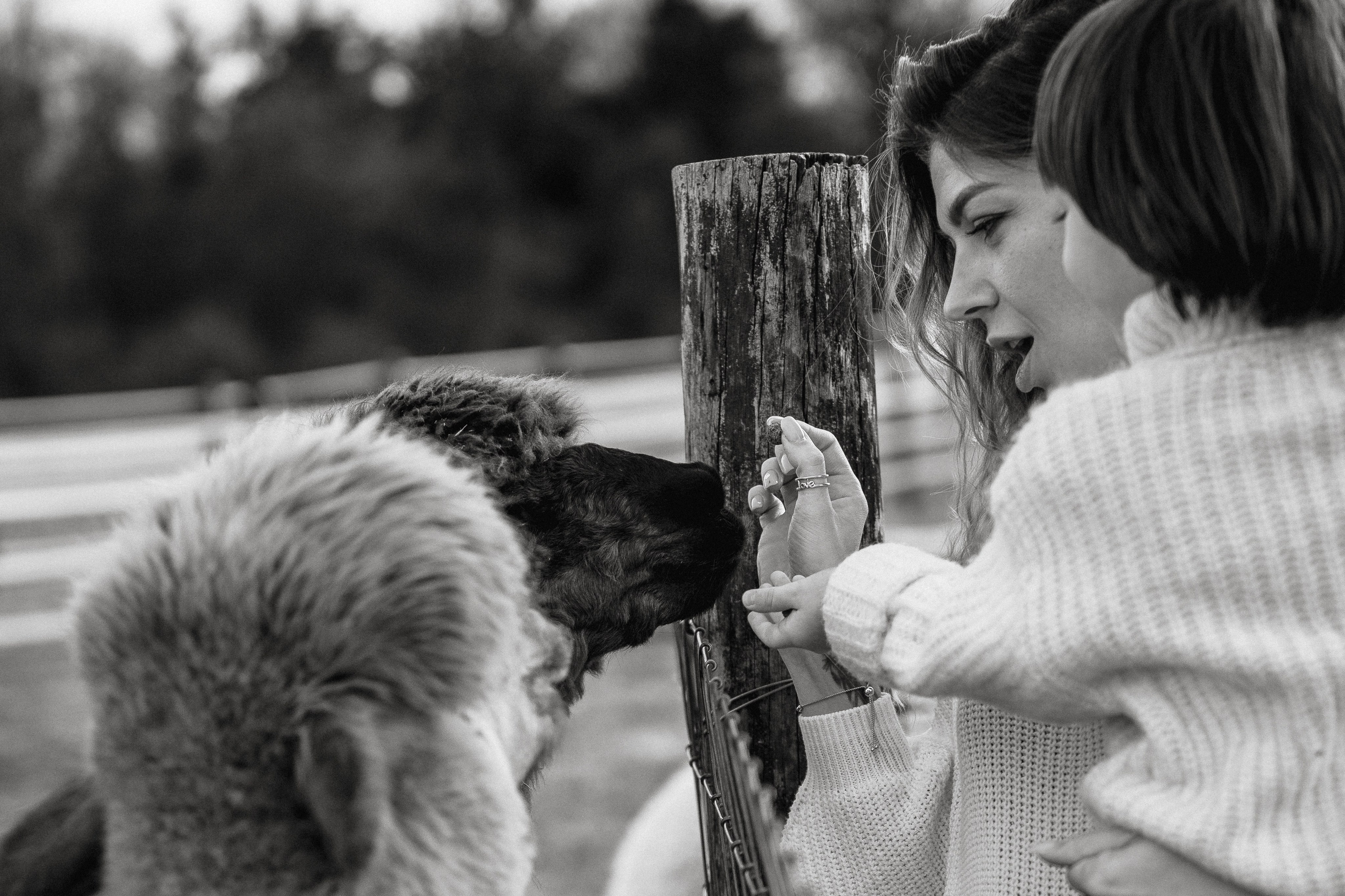 Unique Family Photography at an Alpaca Farm – Fun & Playful. Alisa Tant — Family and newborn photographer Bucks County, Montgomery county, Philadelphia, NJ