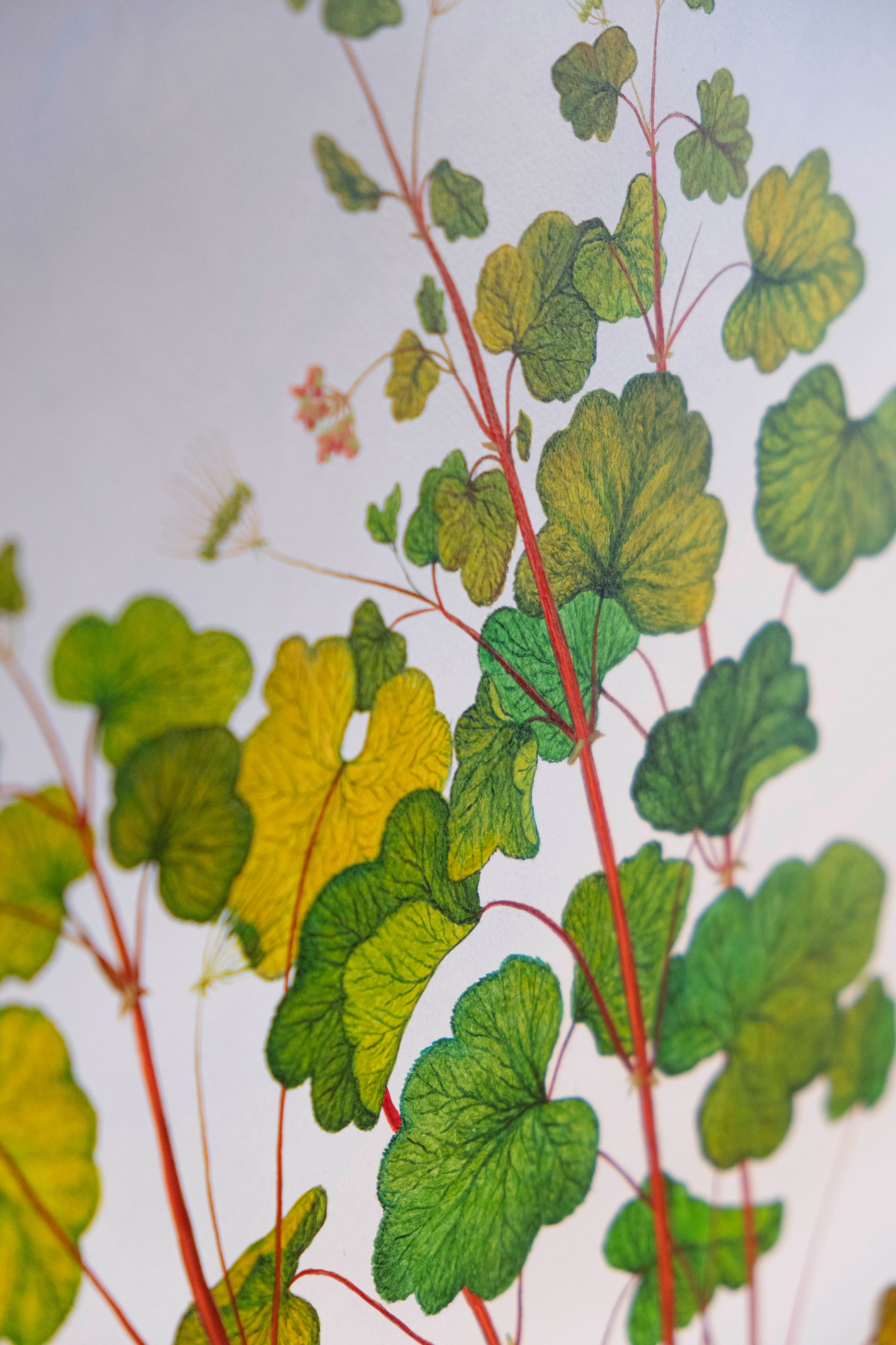 Botanical Etude No. 14. ELEN BEZHEN