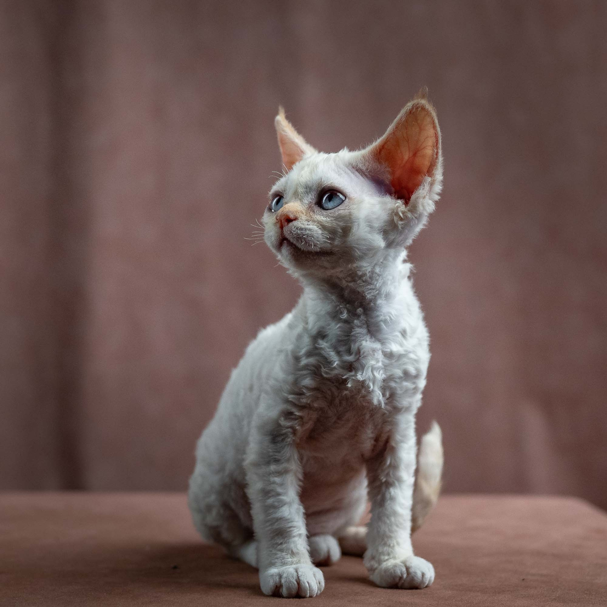 Jasmin, girl, born 06.25.2025. Devon Rex Pixie Cattery