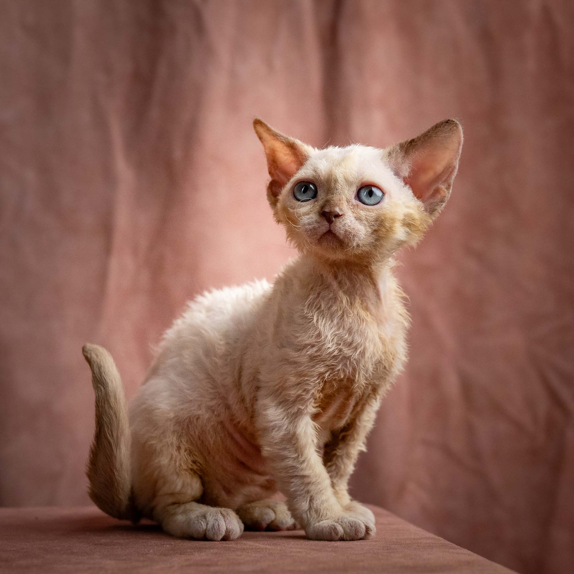 Rosalie, girl, born 05.08.26. Devon Rex Pixie Cattery