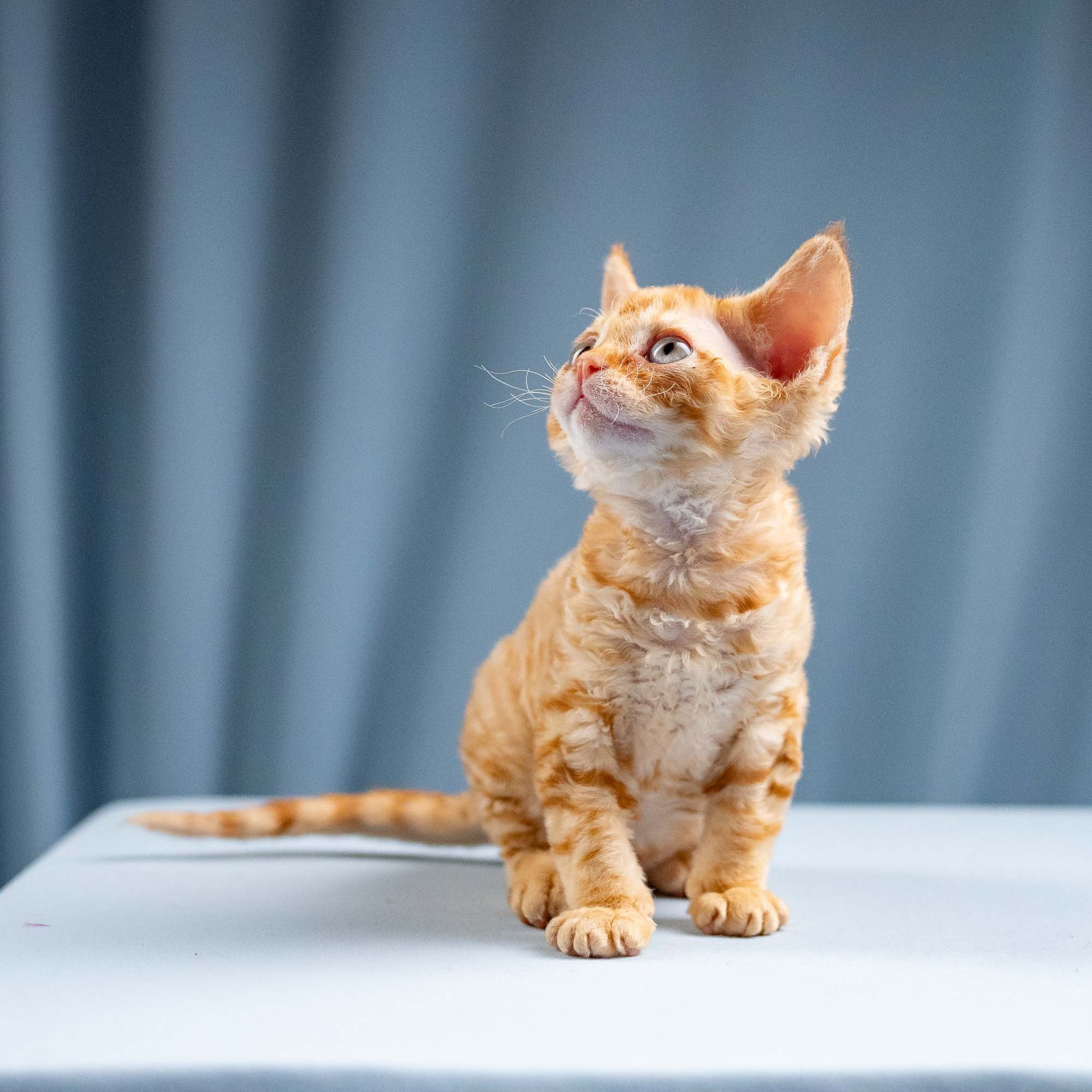 Jackie, boy, born 06.25.2025. Devon Rex Pixie Cattery
