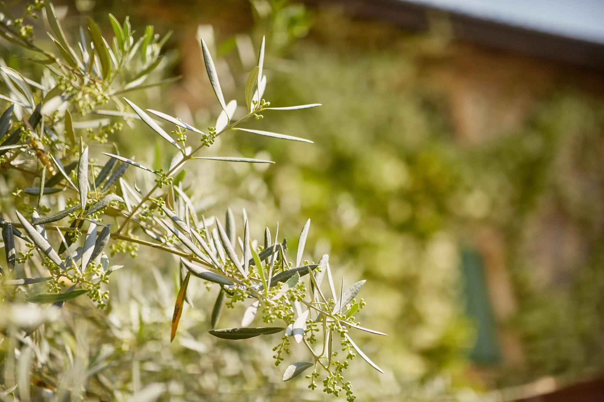 Villa La Magioca. Pražský fotograf | Firemní | Komerční | Průmyslové | PR a událost