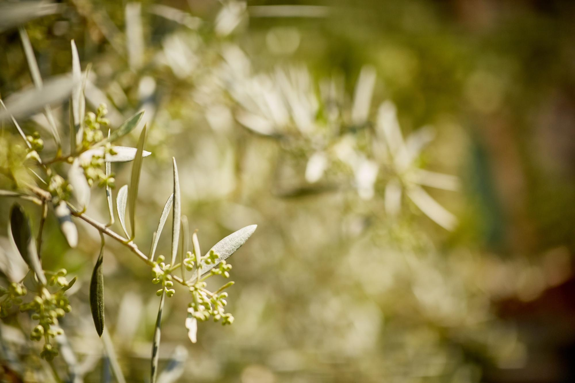 Villa La Magioca. Pražský fotograf | Firemní | Komerční | Průmyslové | PR a událost