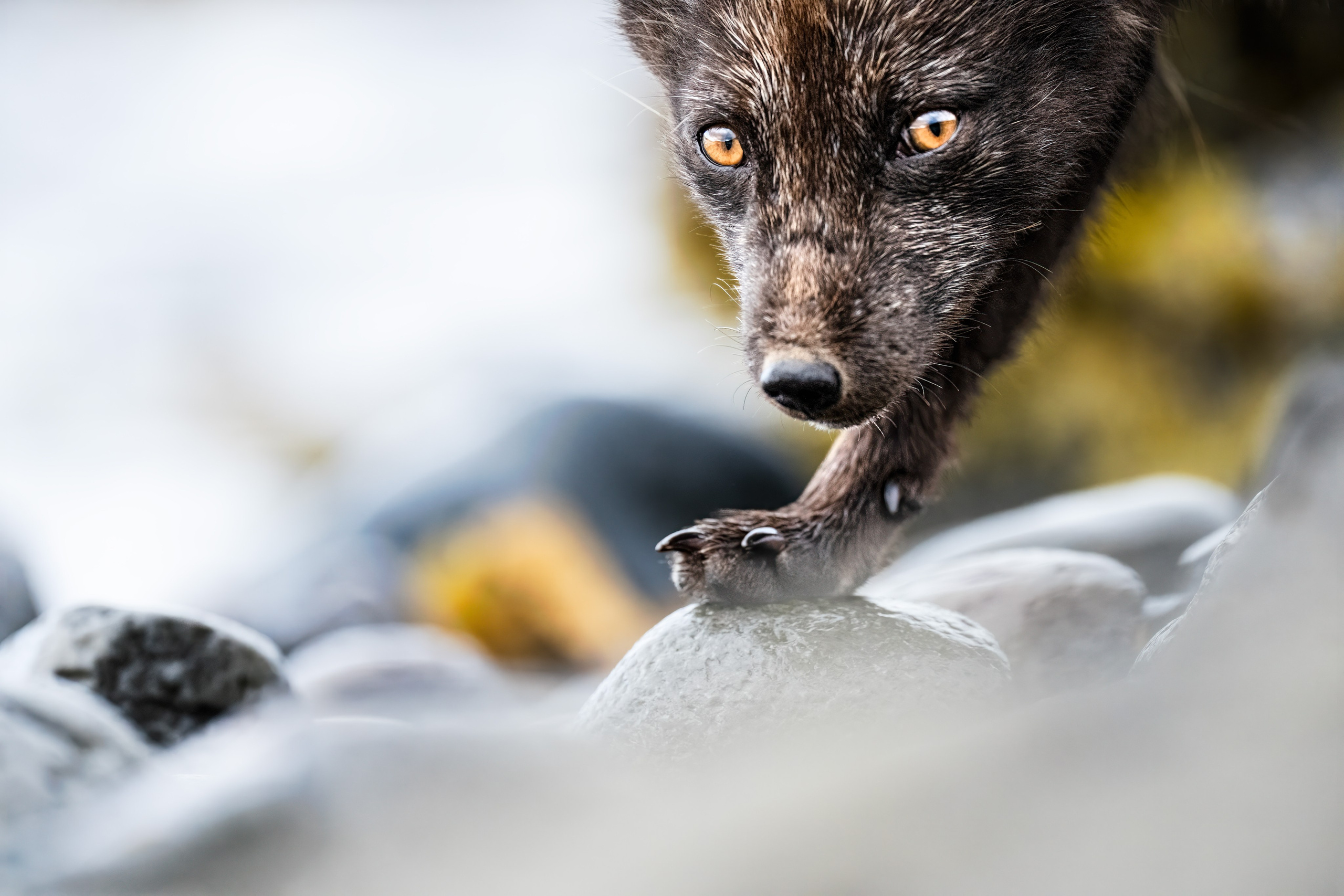 TRIPS. Fine art wildlife photographer Alexandra Surkova