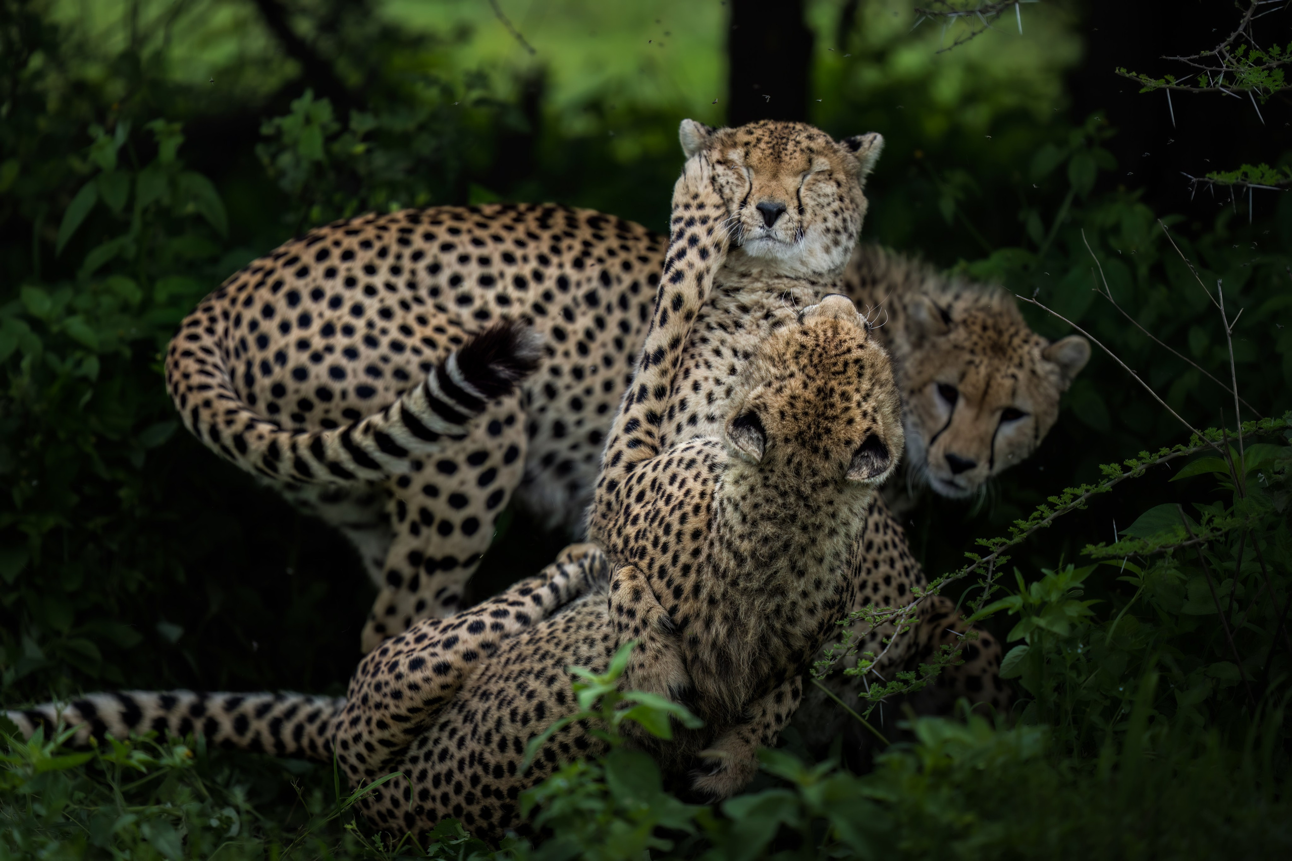 TRIPS. Fine art wildlife photographer Alexandra Surkova