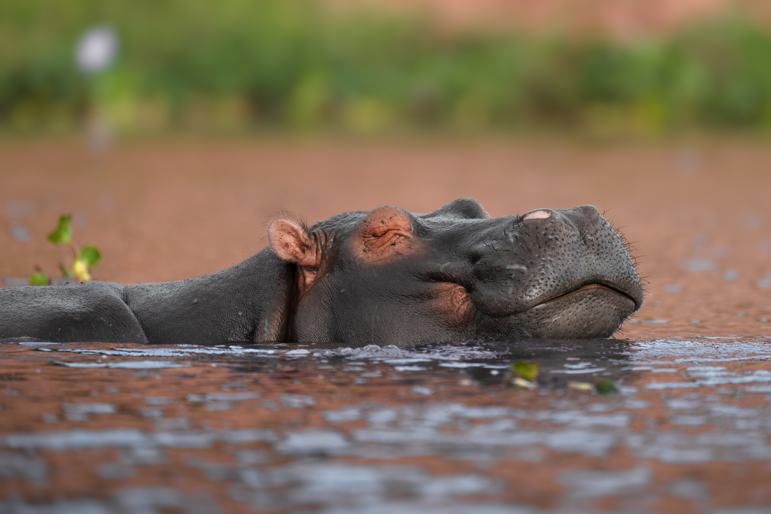 TRIPS. Fine art wildlife photographer Alexandra Surkova