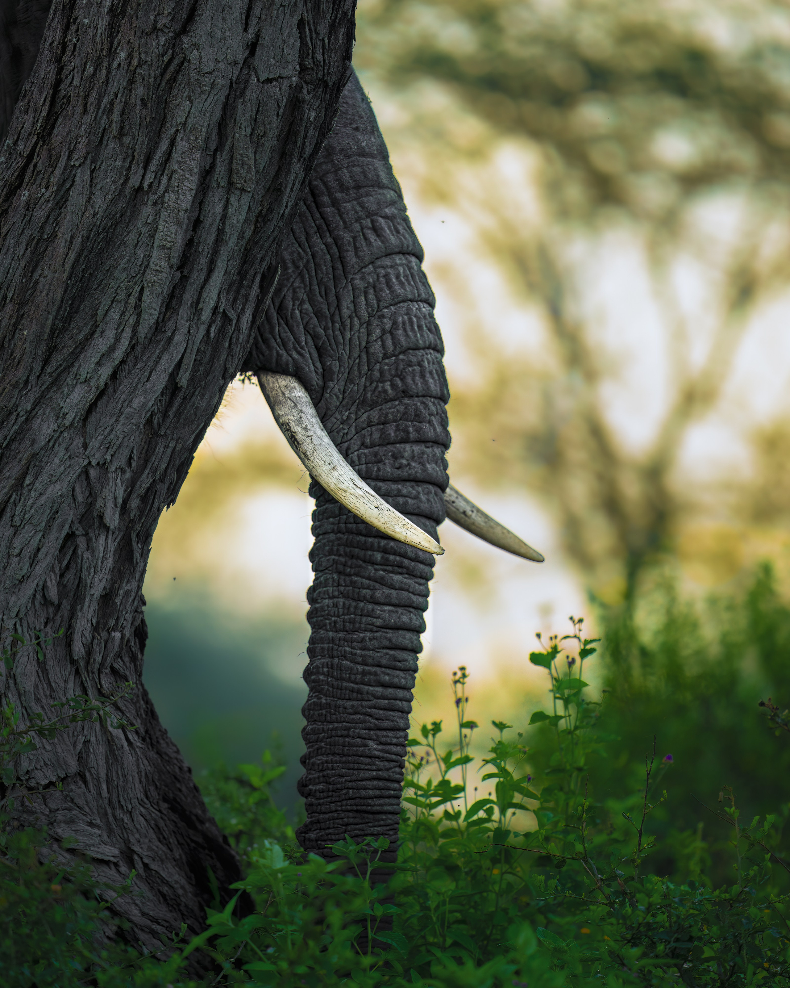 TRIPS. Fine art wildlife photographer Alexandra Surkova