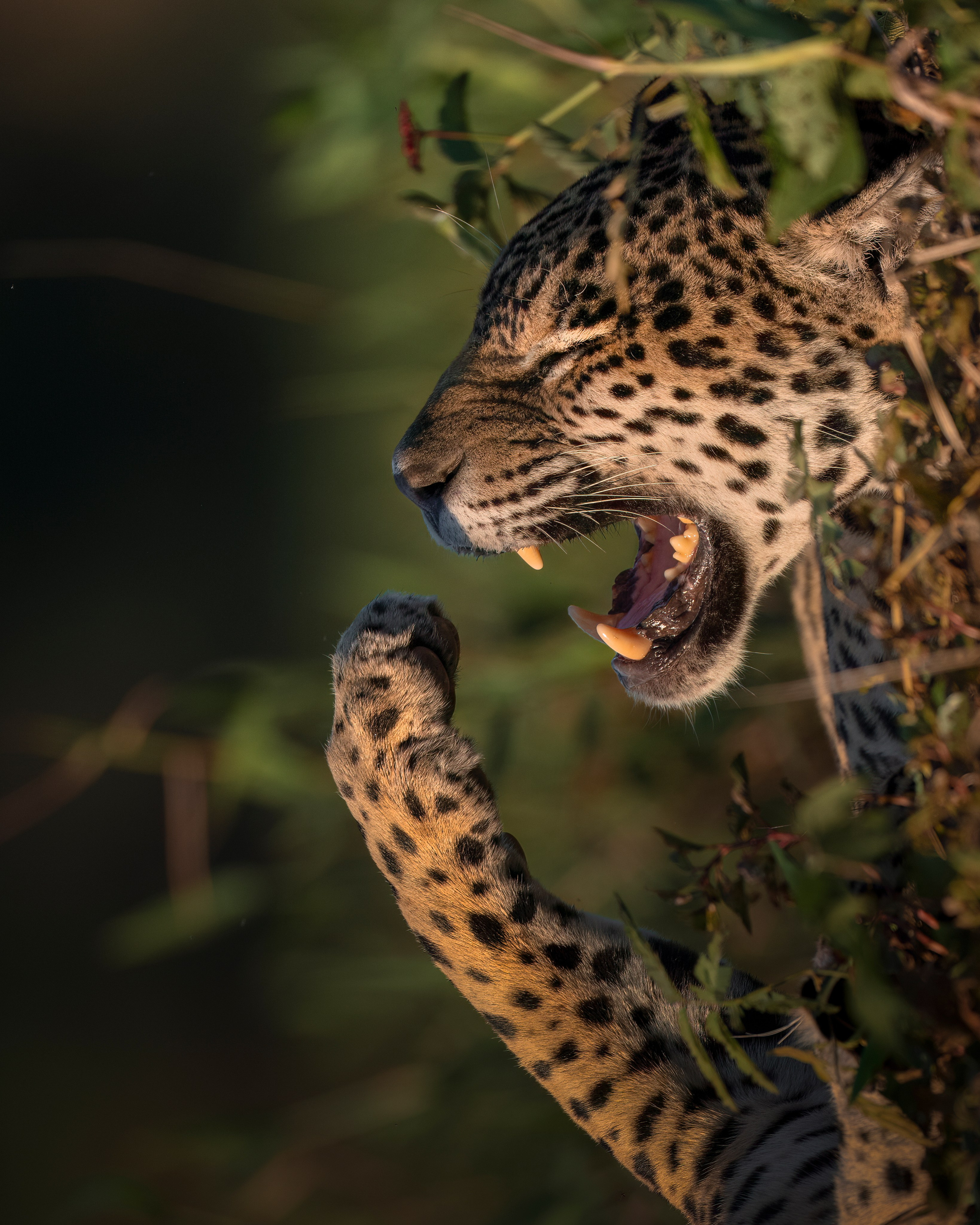 TRIPS. Fine art wildlife photographer Alexandra Surkova