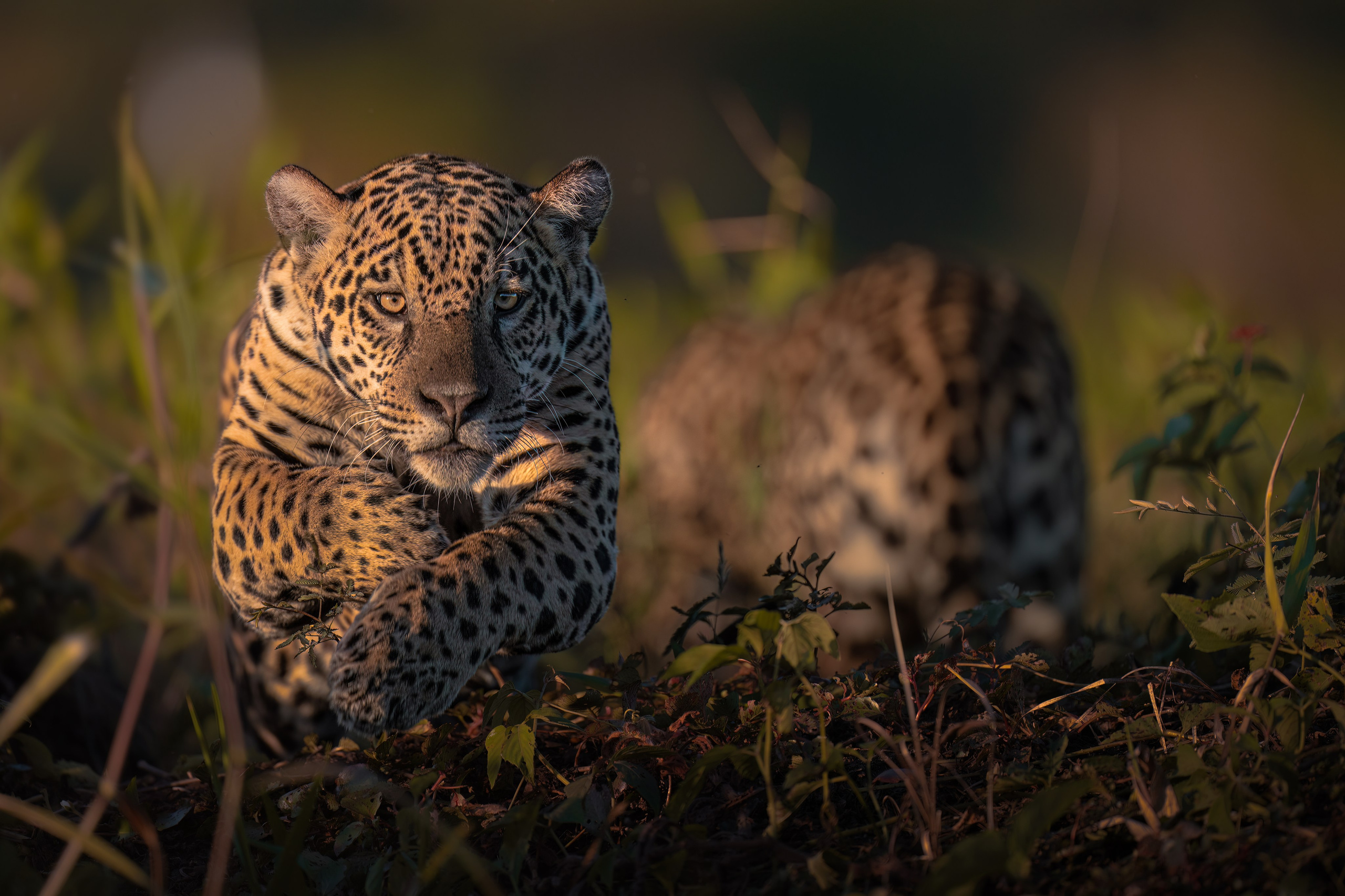 TRIPS. Fine art wildlife photographer Alexandra Surkova
