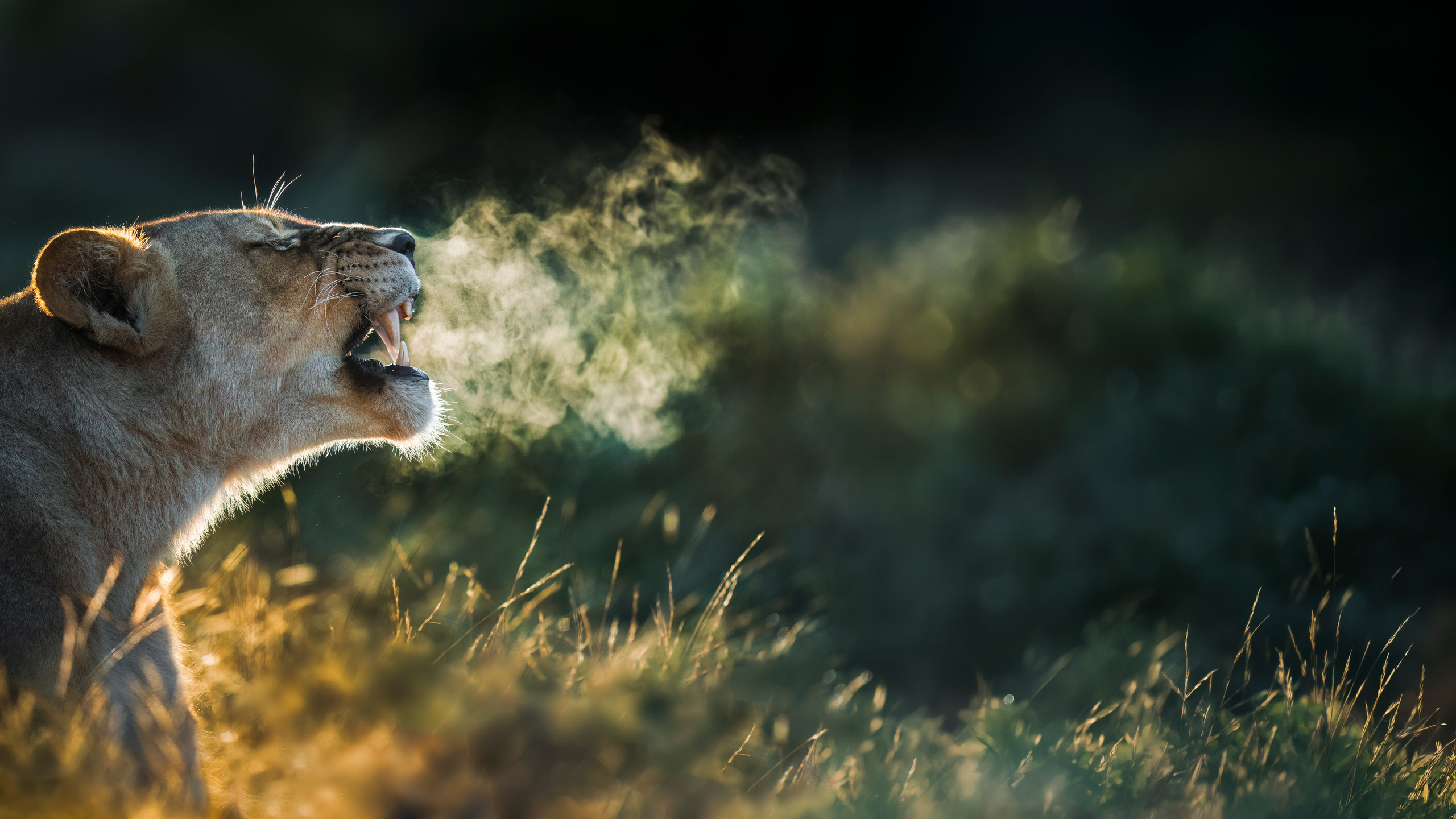 TRIPS. Fine art wildlife photographer Alexandra Surkova