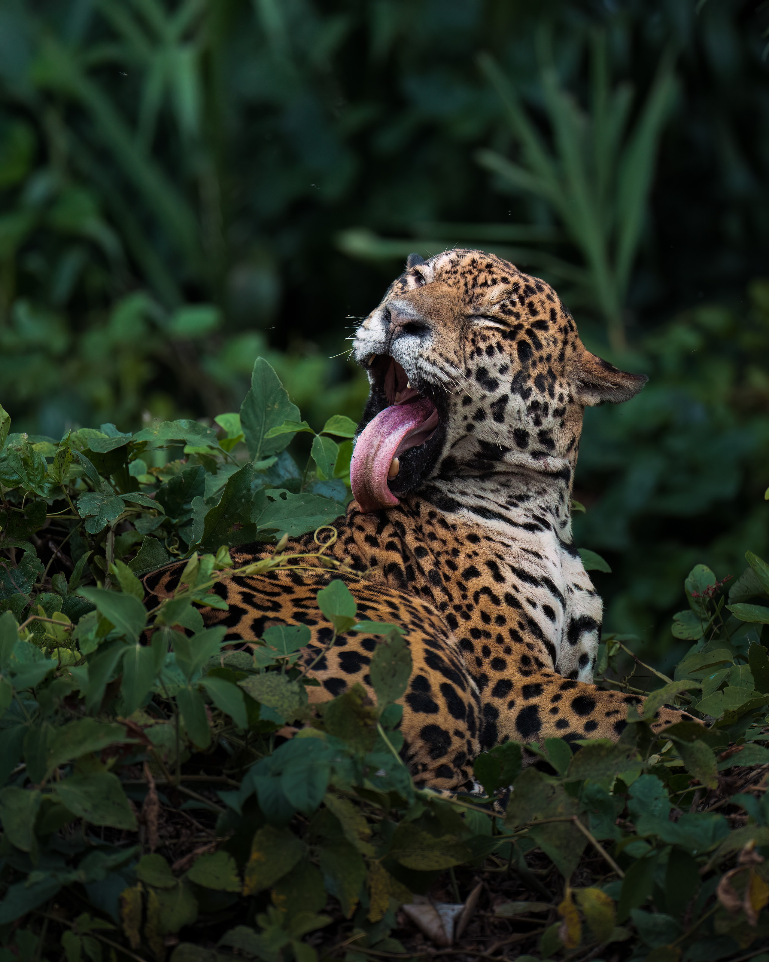 TRIPS. Fine art wildlife photographer Alexandra Surkova