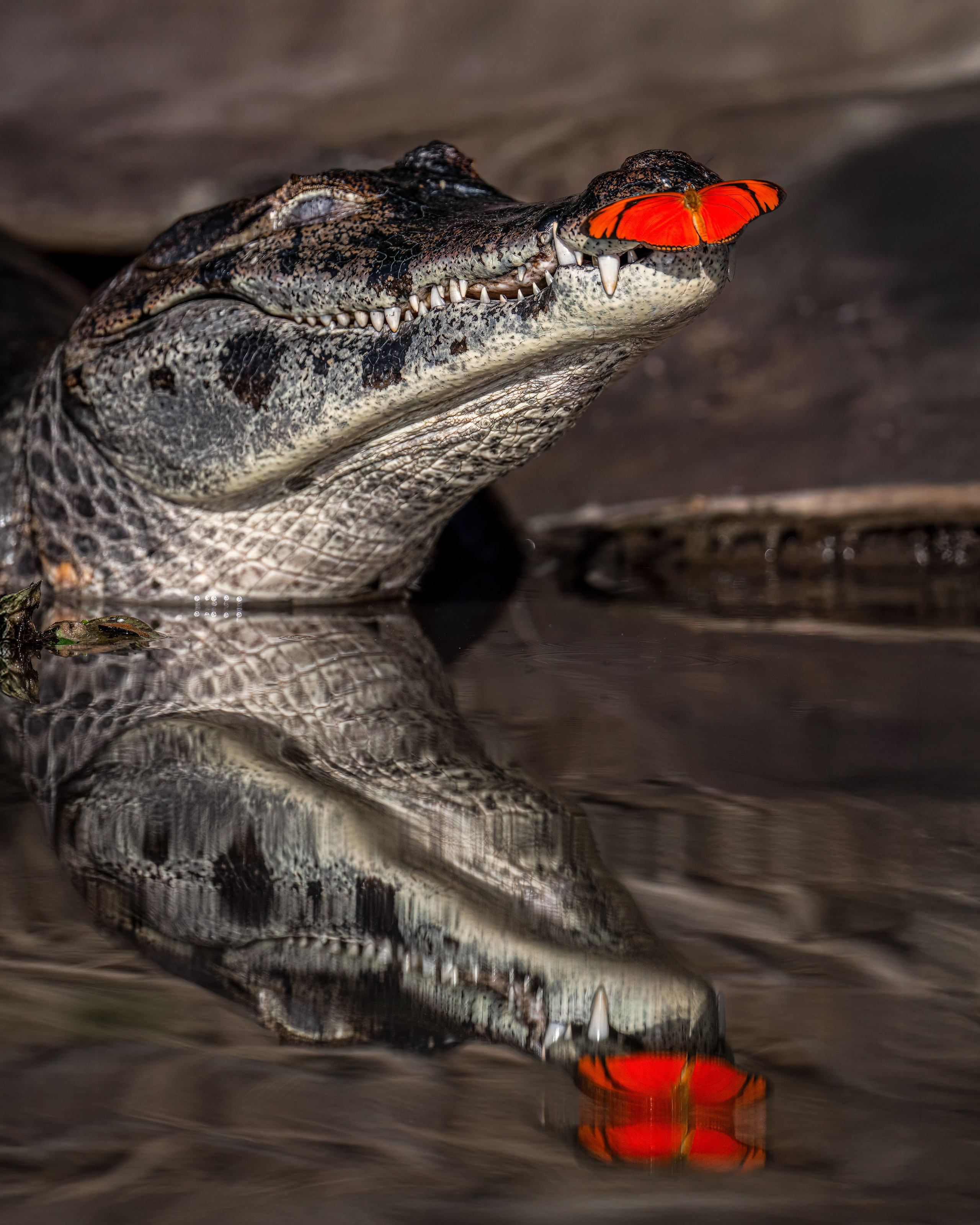 TRIPS. Fine art wildlife photographer Alexandra Surkova