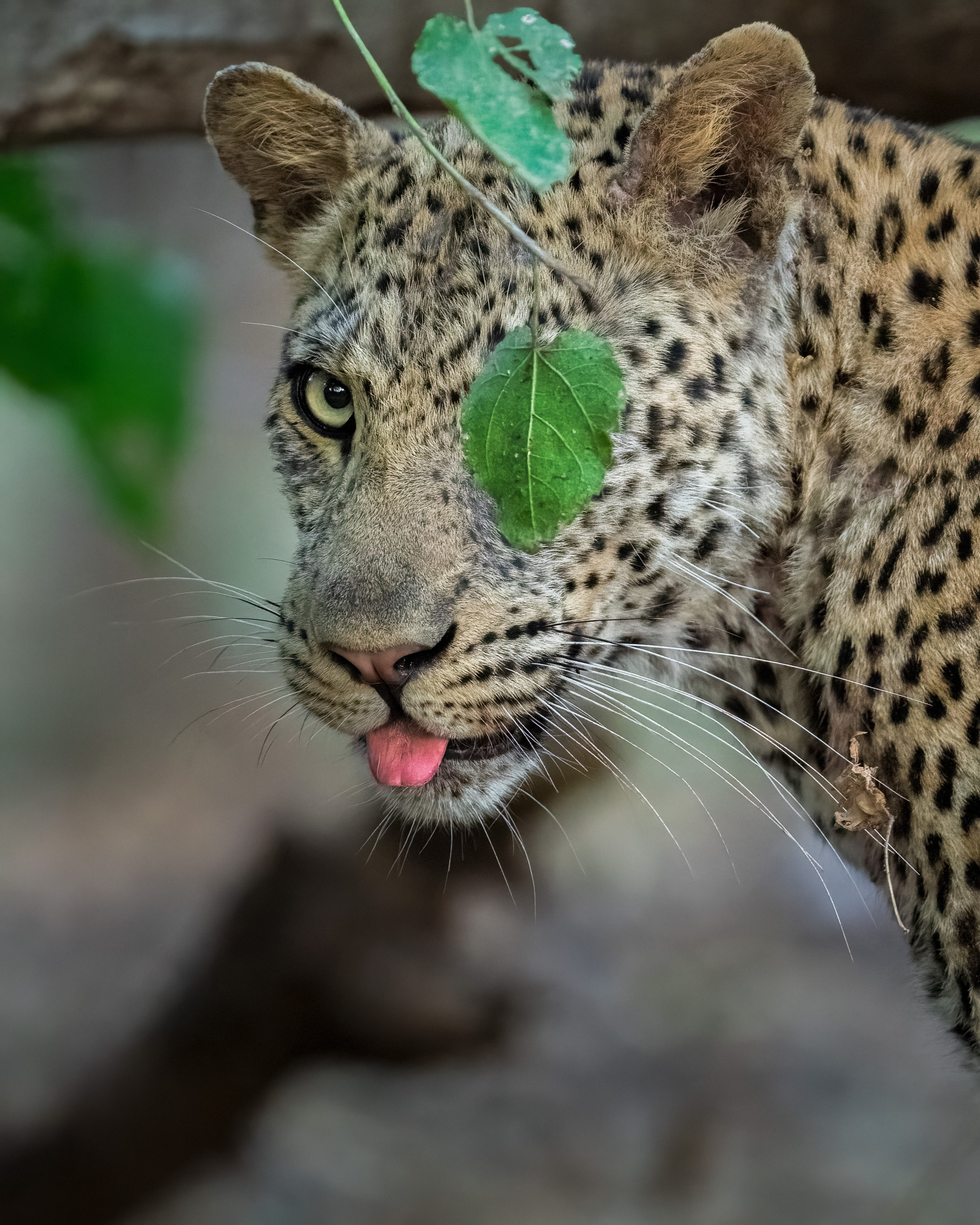 TRIPS. Fine art wildlife photographer Alexandra Surkova
