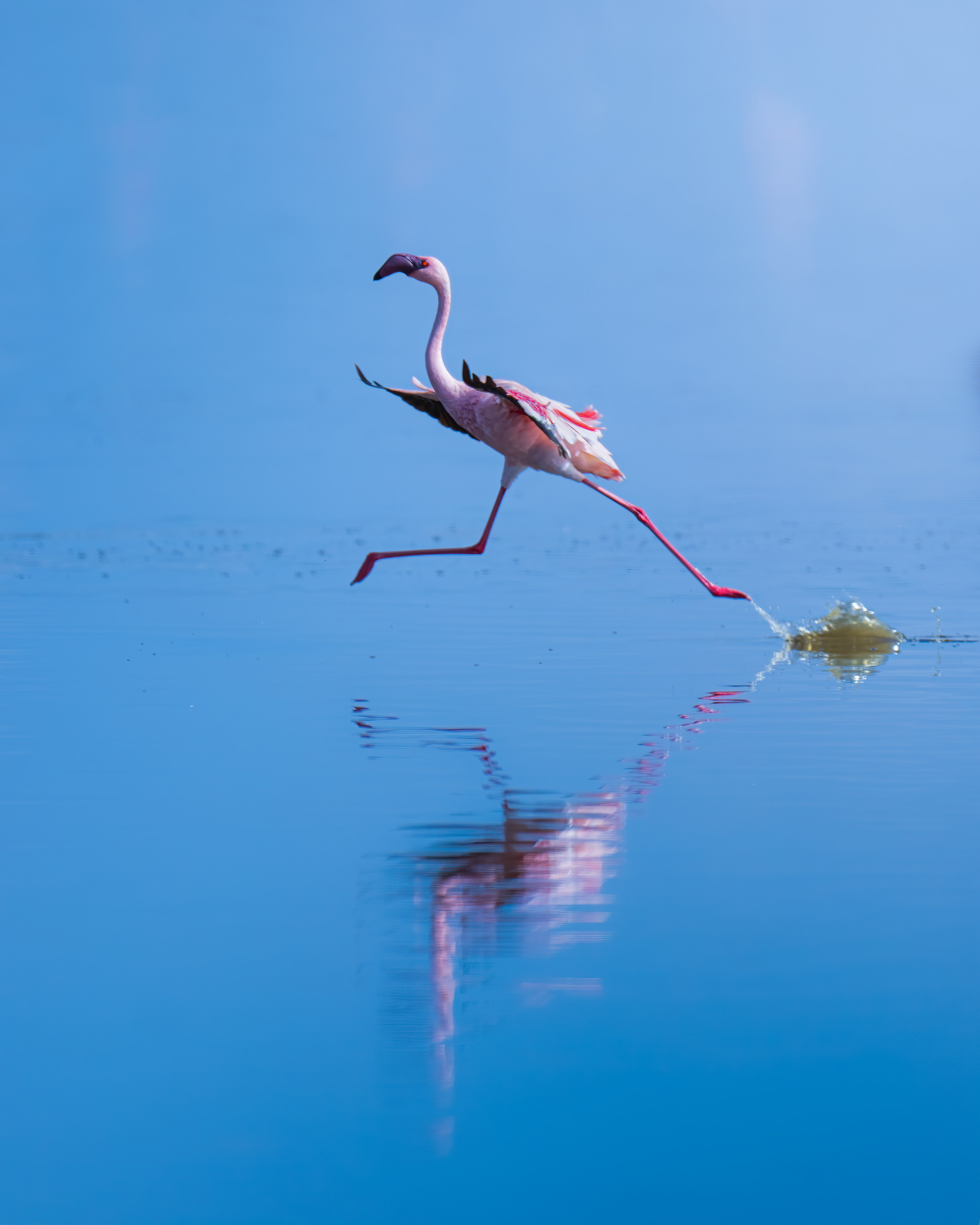TRIPS. Fine art wildlife photographer Alexandra Surkova