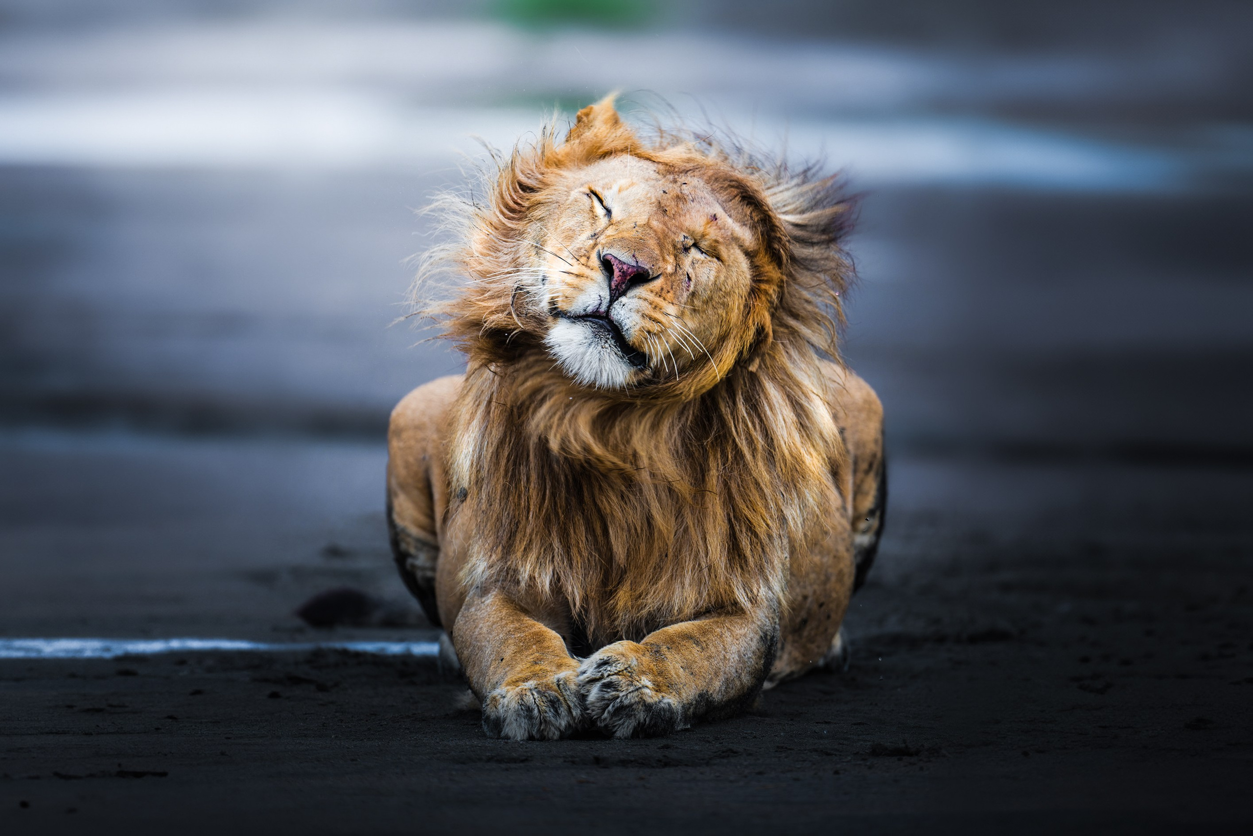 TRIPS. Fine art wildlife photographer Alexandra Surkova