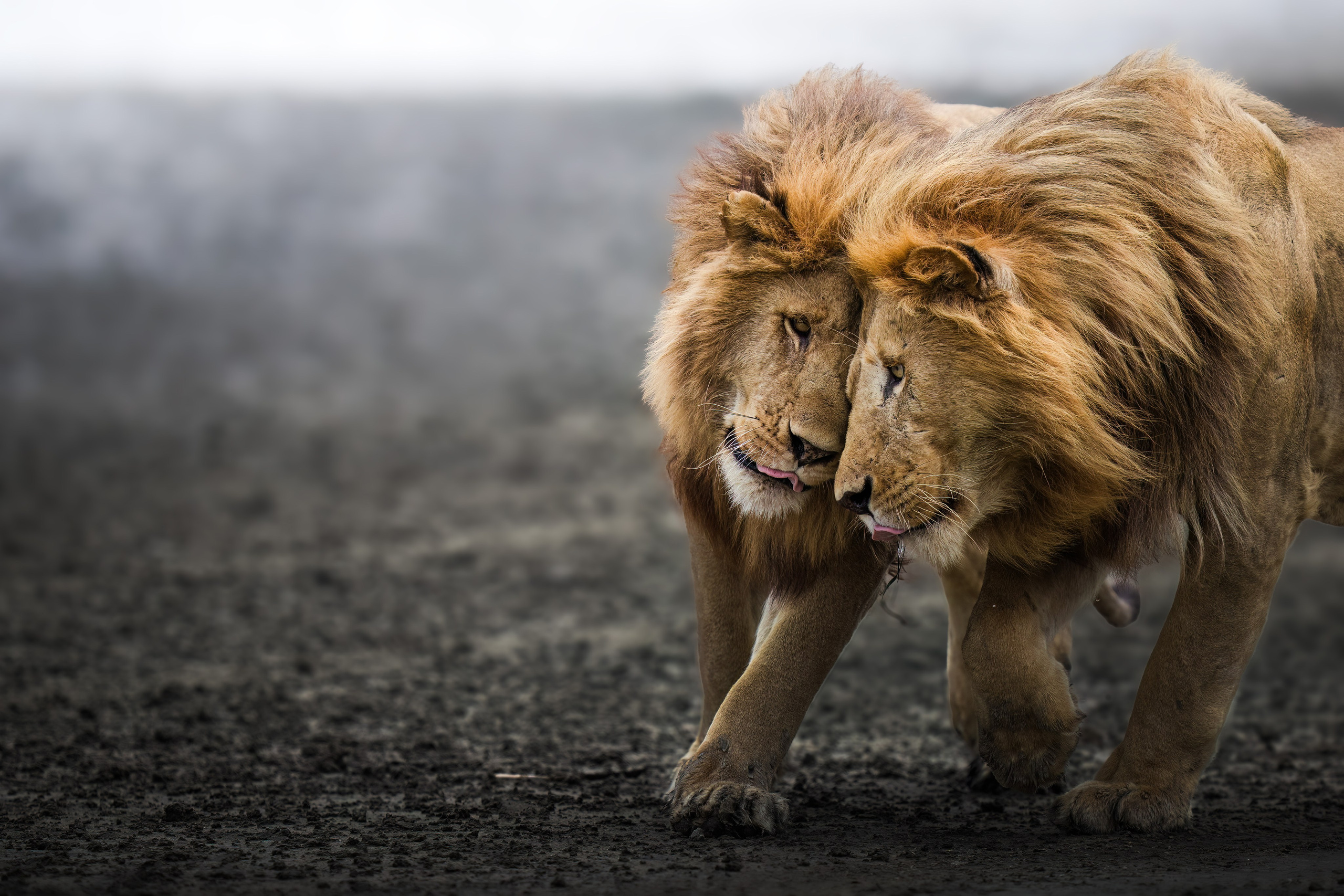 TRIPS. Fine art wildlife photographer Alexandra Surkova