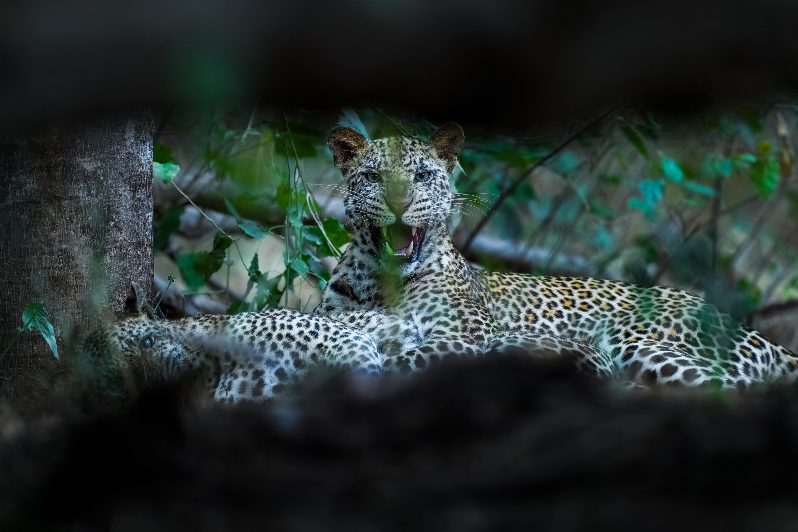 TRIPS. Fine art wildlife photographer Alexandra Surkova