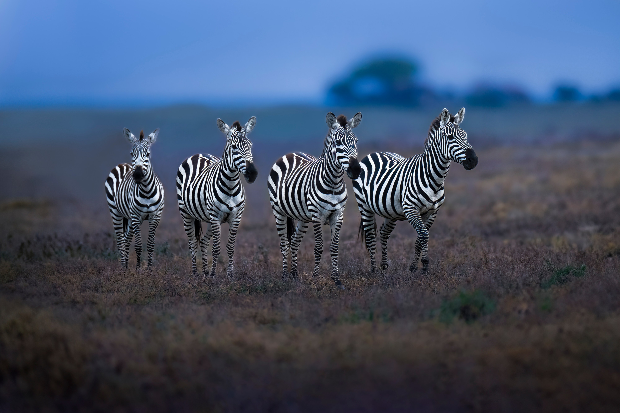 TRIPS. Fine art wildlife photographer Alexandra Surkova