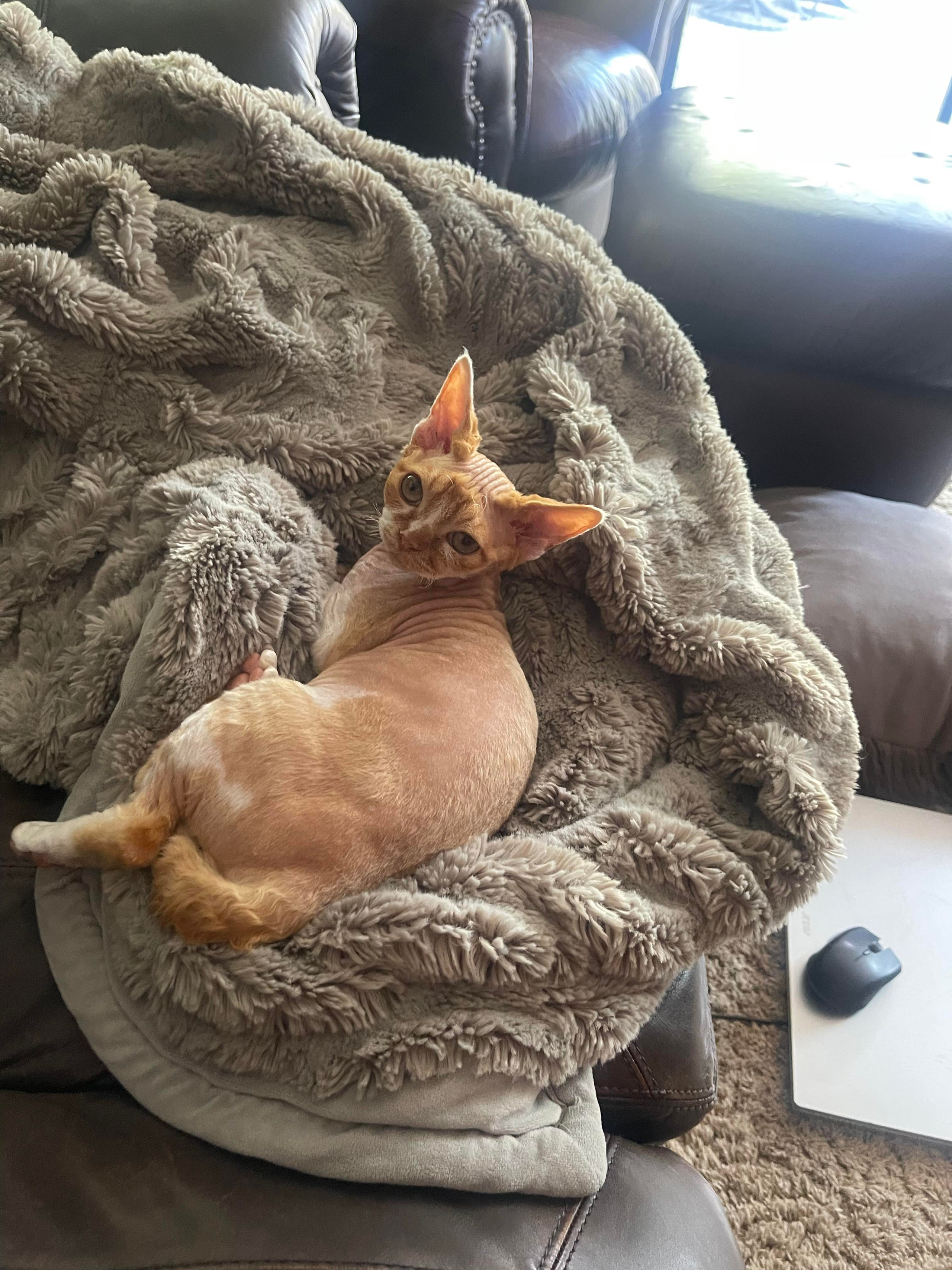 Homer, Boy, born on 02.01.23, SOLD. Devon Rex Pixie Cattery