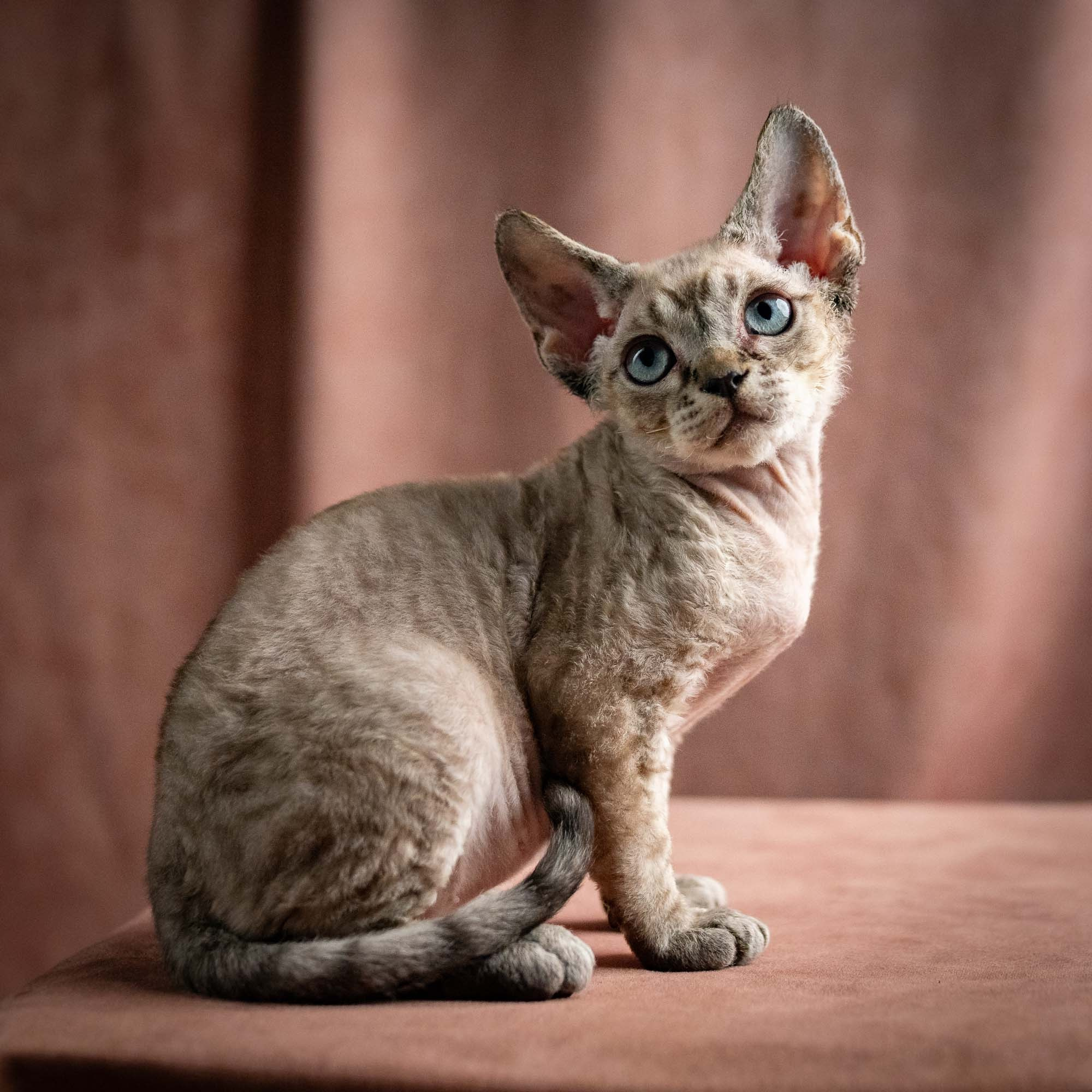Quincy, boy, born 02.14.26. Devon Rex Pixie Cattery
