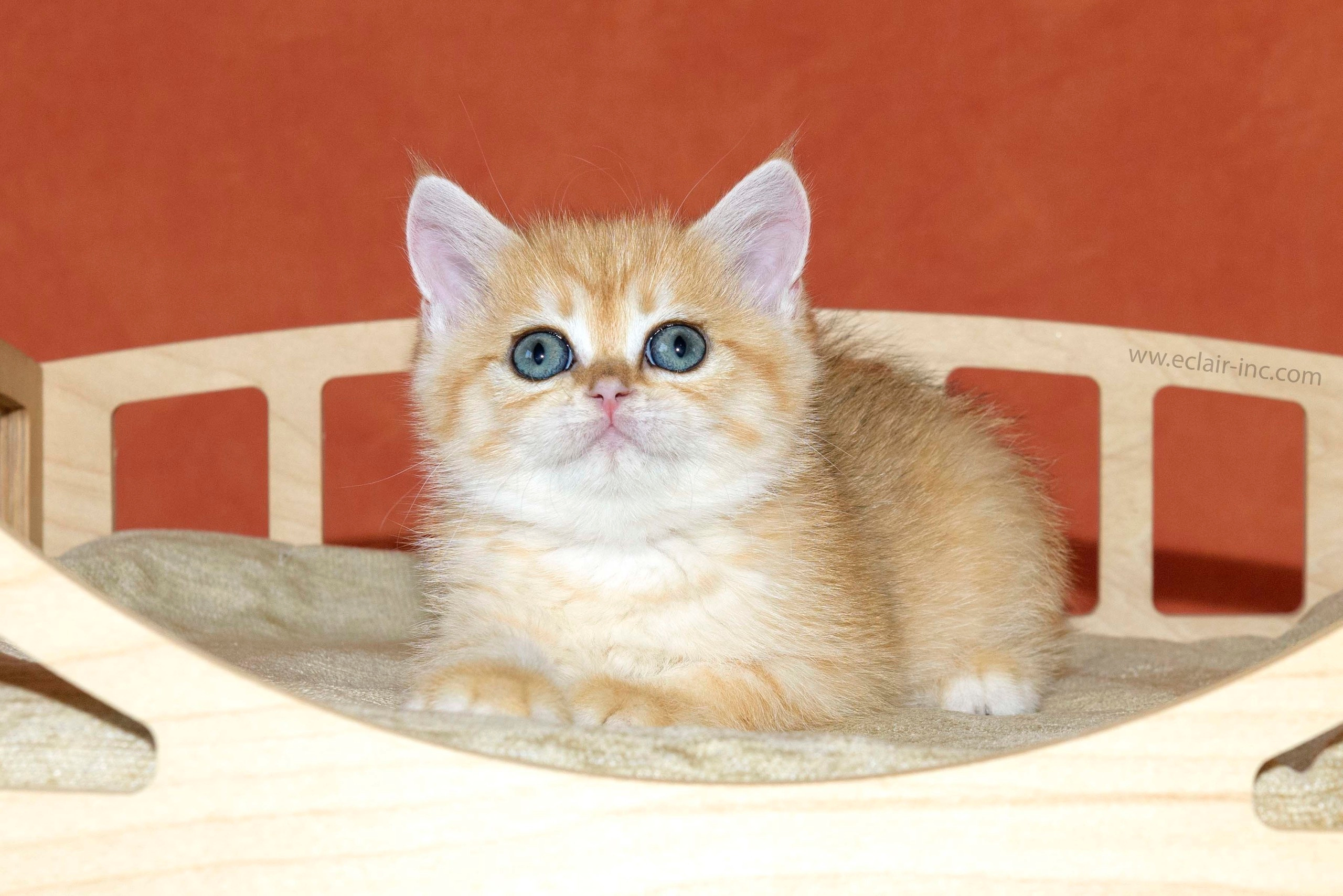 Cattery British shorthair Cyprus, cattery british shorthair Limassol,. British shorthair Cyprus, british shorthair cattery in UK, british cat
