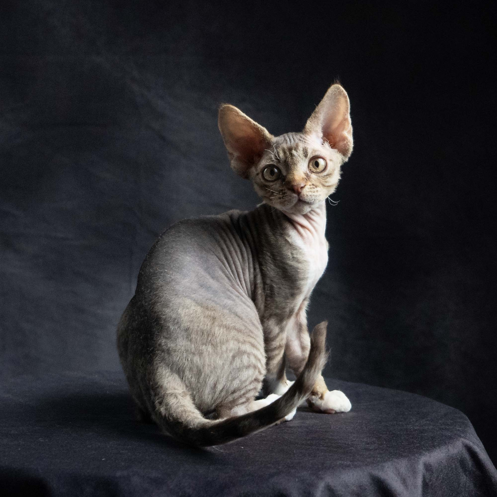 Elvis, boy, born on 06.09.24 SOLD. Devon Rex Pixie Cattery