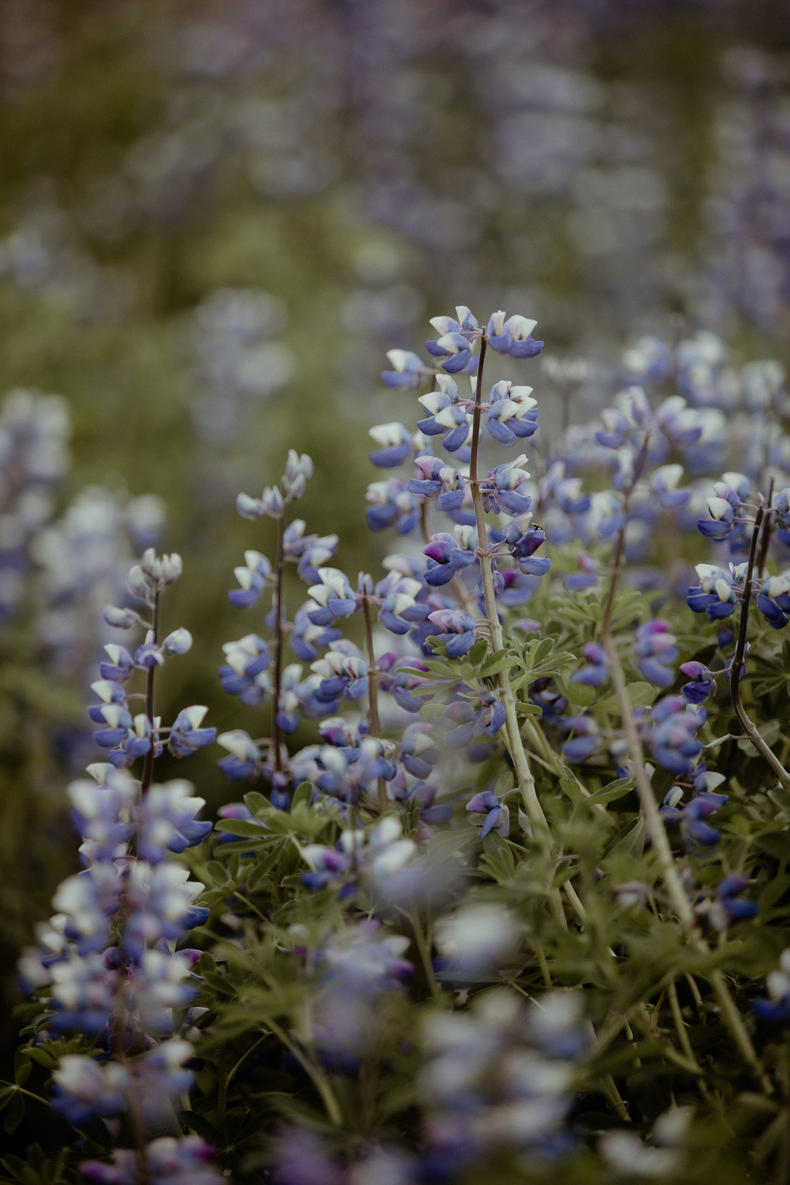 Adventure elopement in Iceland. Iceland elopement photographer & videographer