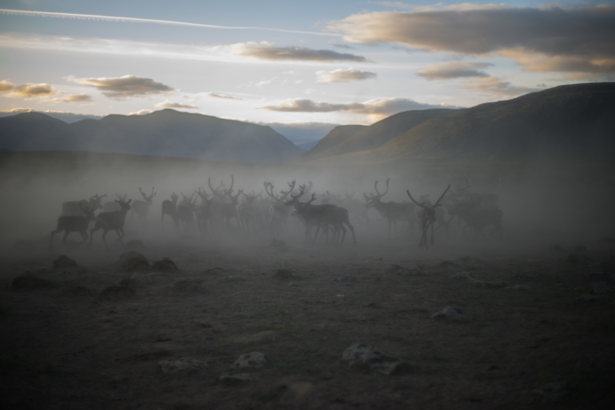 Children of deer. Stanislava Novgorodtseva — Photographer | Visual Artist | Educator