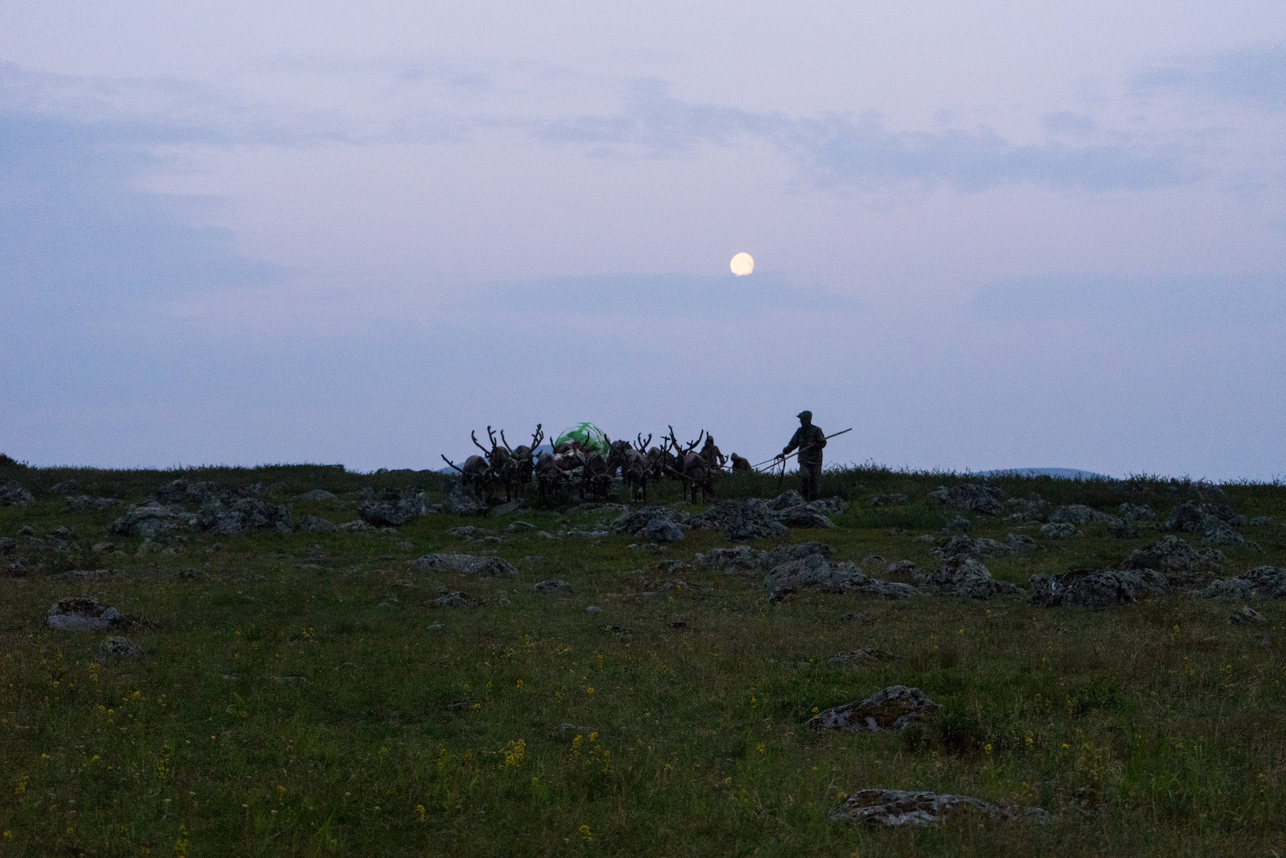 Children of deer. Stanislava Novgorodtseva — Photographer | Visual Artist | Educator