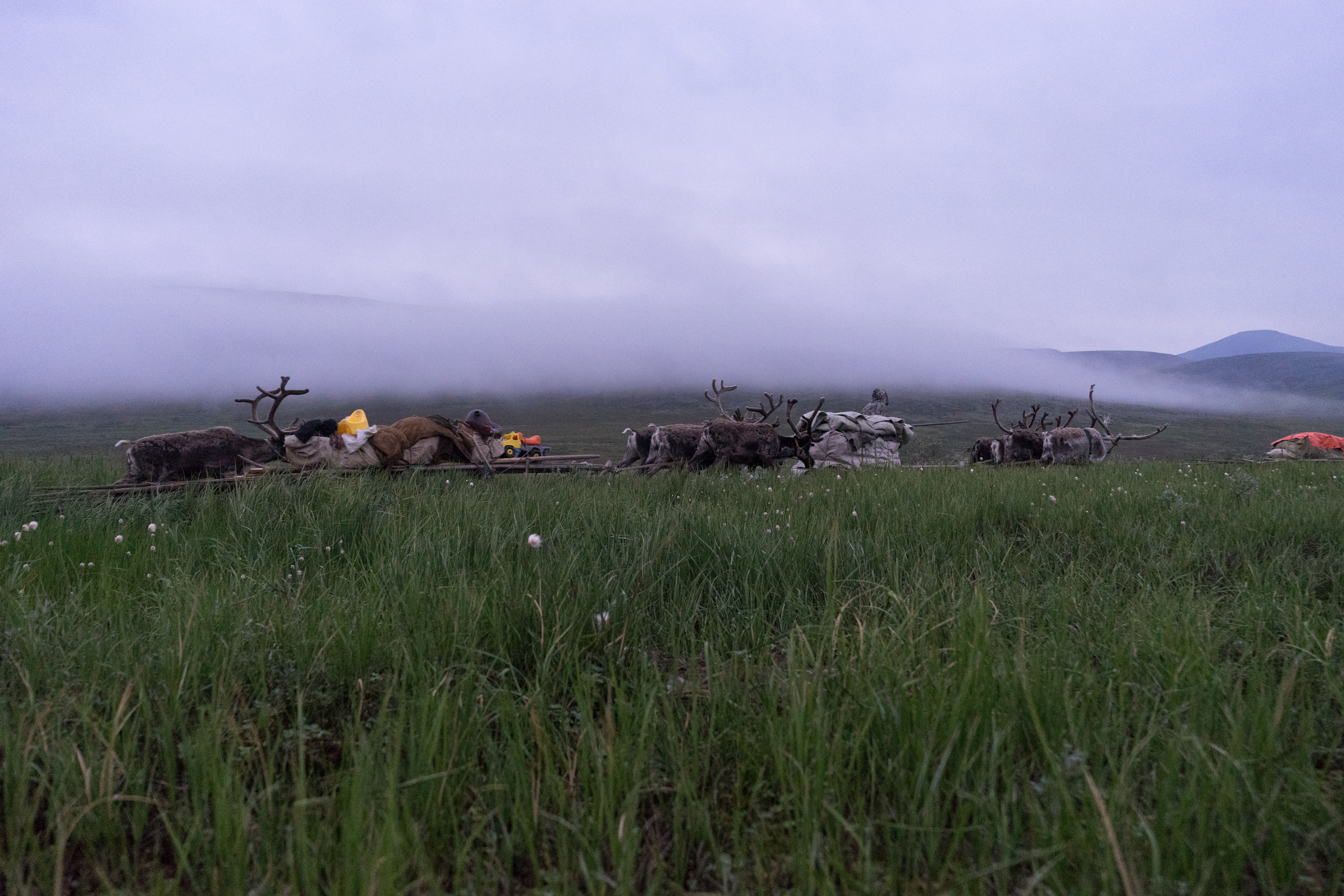 Children of deer. Stanislava Novgorodtseva — Photographer | Visual Artist | Educator