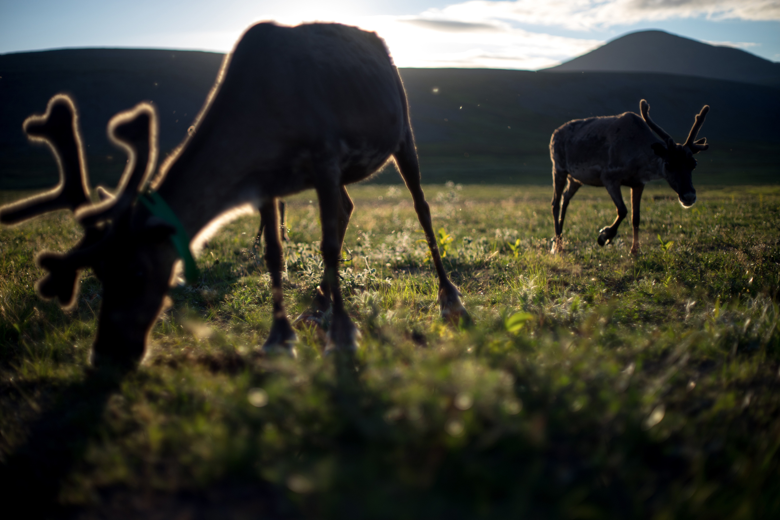 Children of deer. Stanislava Novgorodtseva — Photographer | Visual Artist | Educator