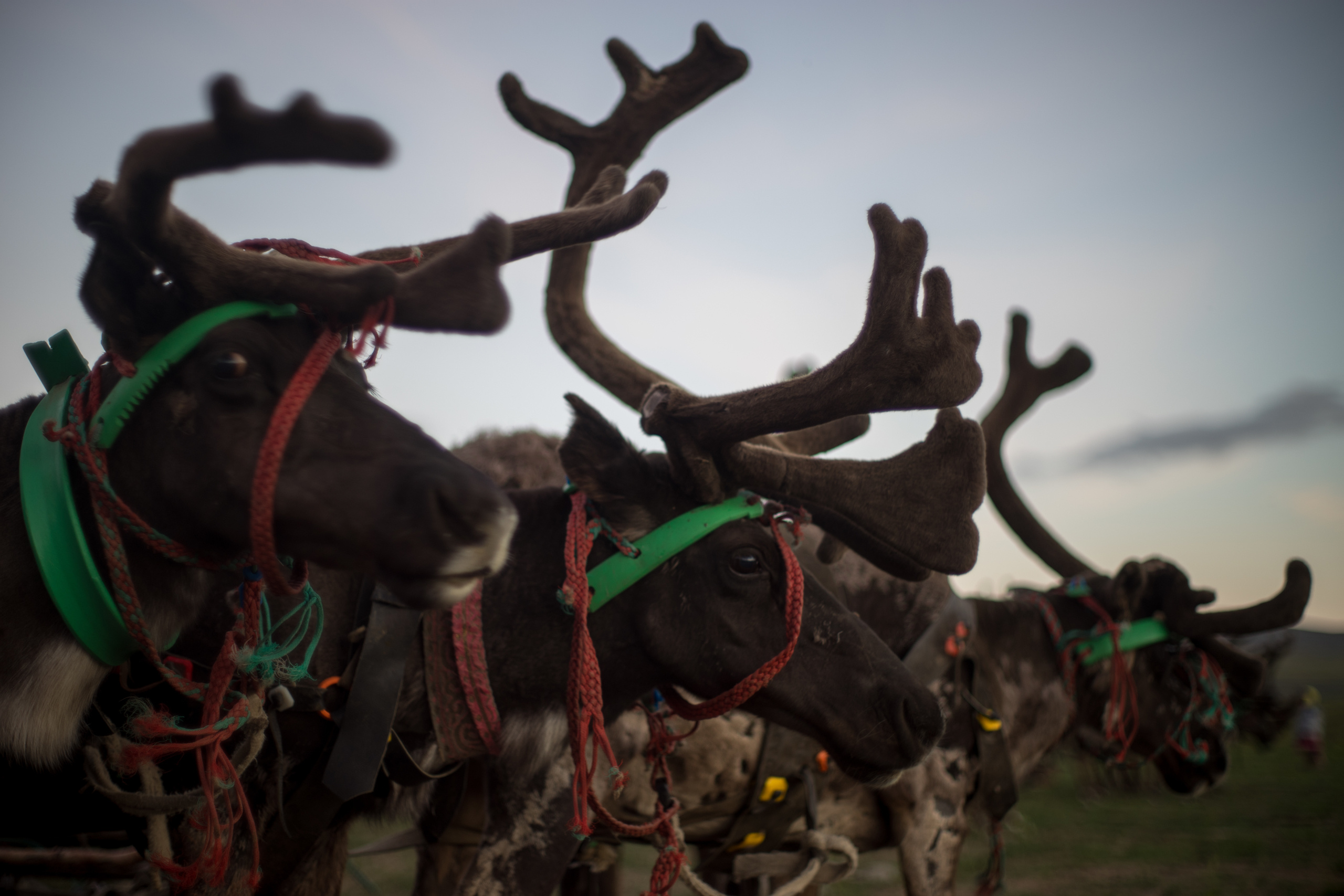 Children of deer. Stanislava Novgorodtseva — Photographer | Visual Artist | Educator