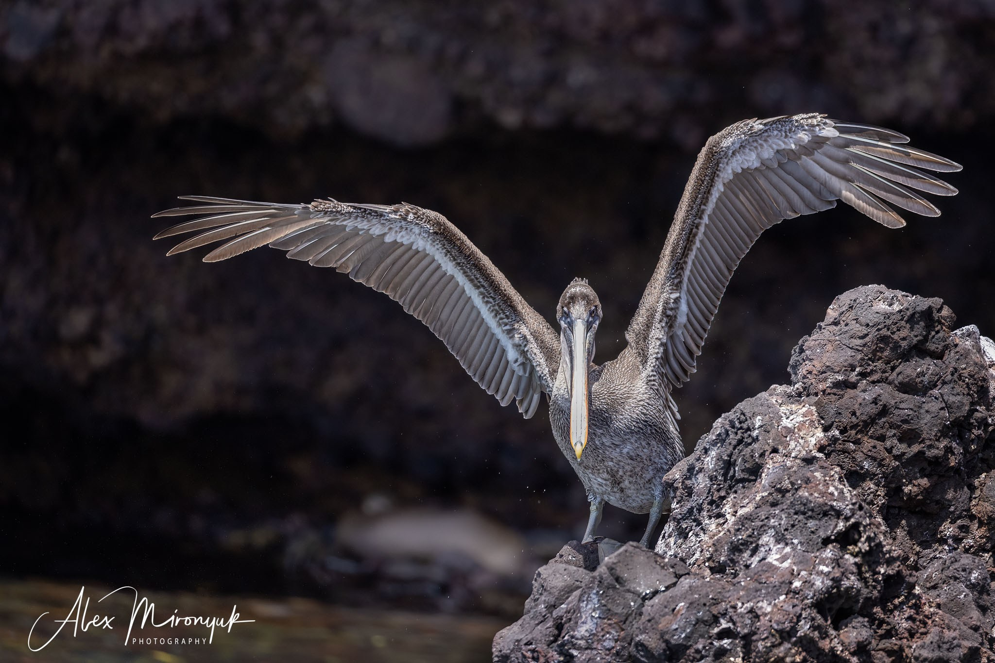 Galapagos Islands Adventure. Alex Mironyuk Photography