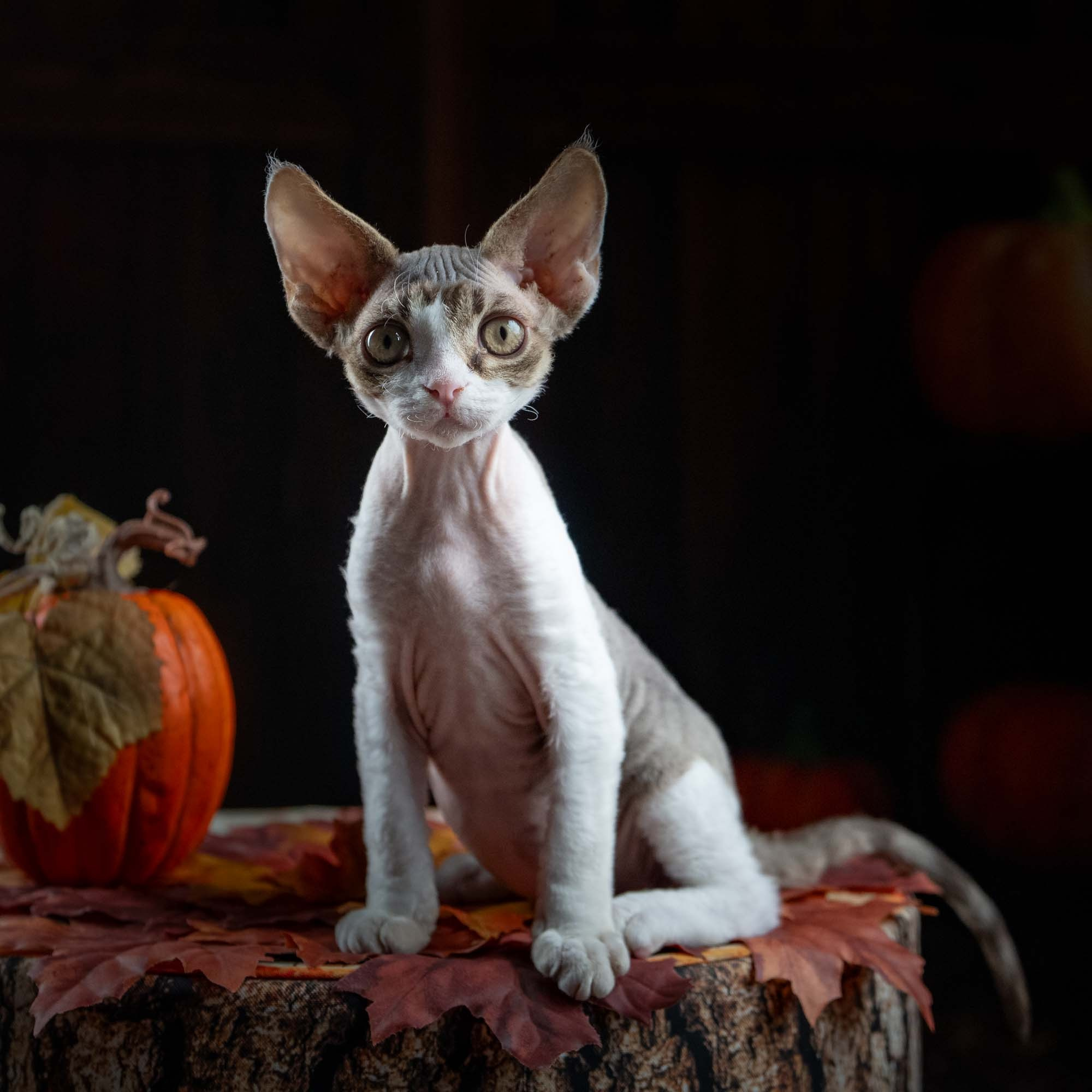 Eddie, boy, born on 06.09.24 Sold. Devon Rex Pixie Cattery