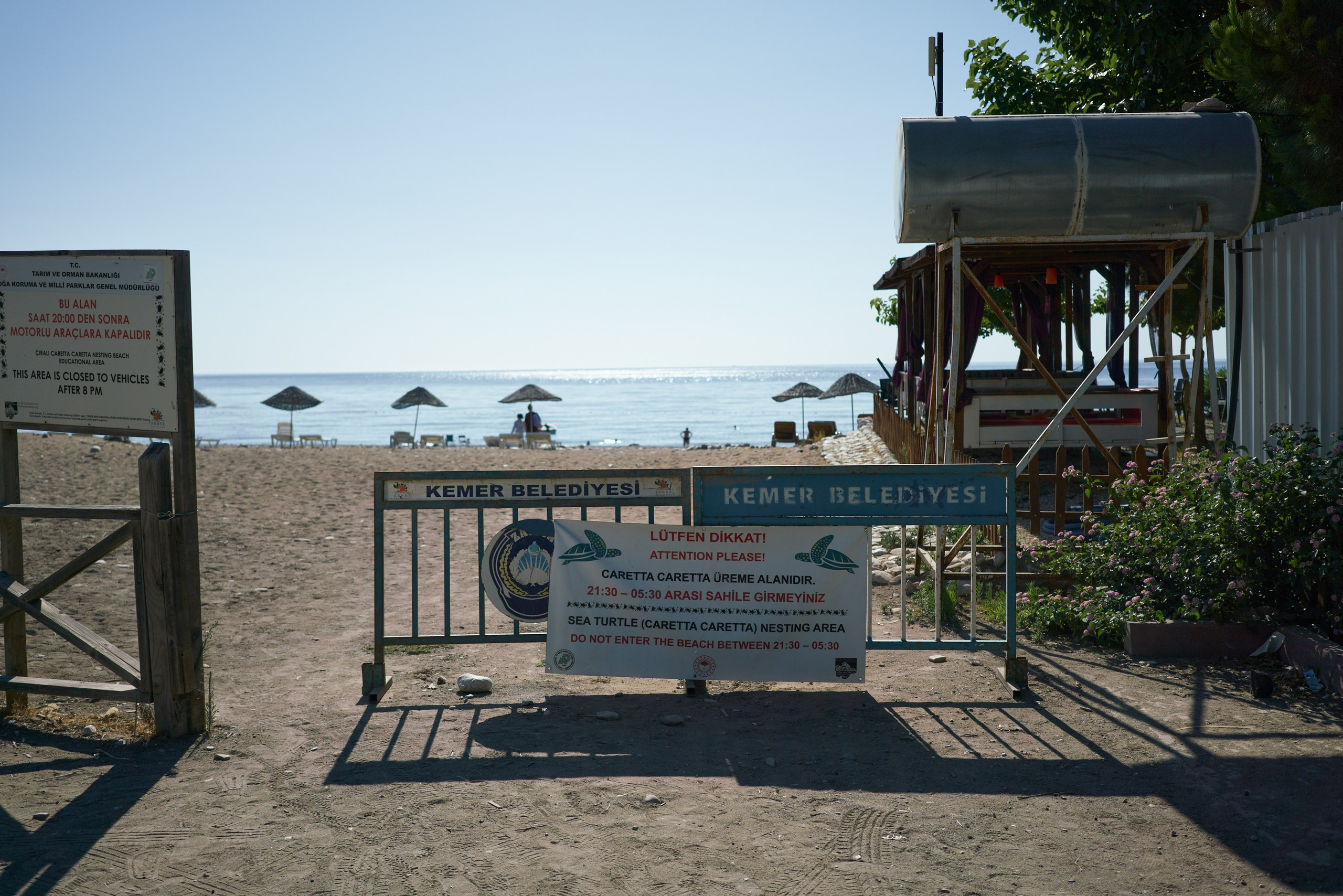 Caretta caretta | Anastasiia Nelen photographer