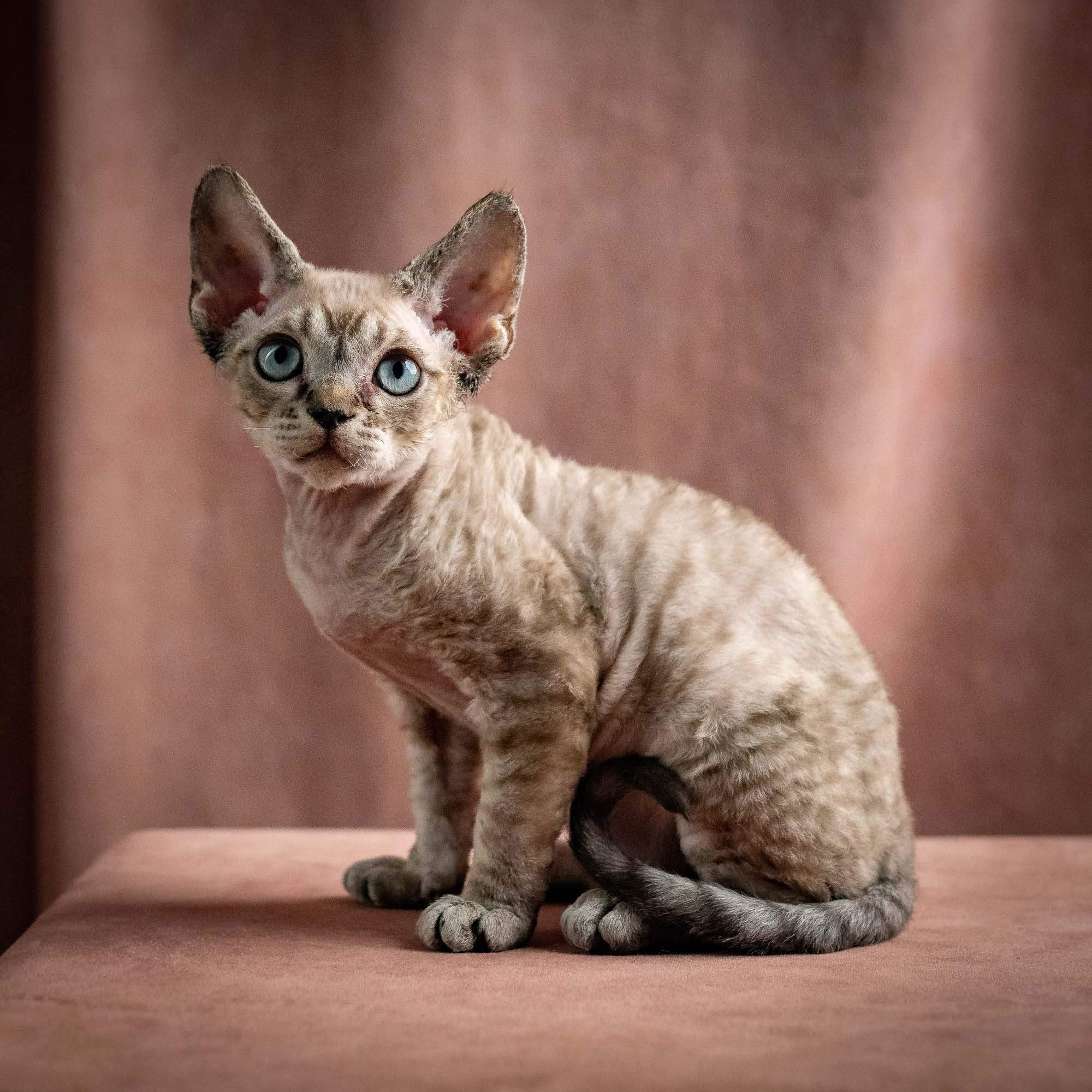 Quincy, boy, born 02.14.26. Devon Rex Pixie Cattery