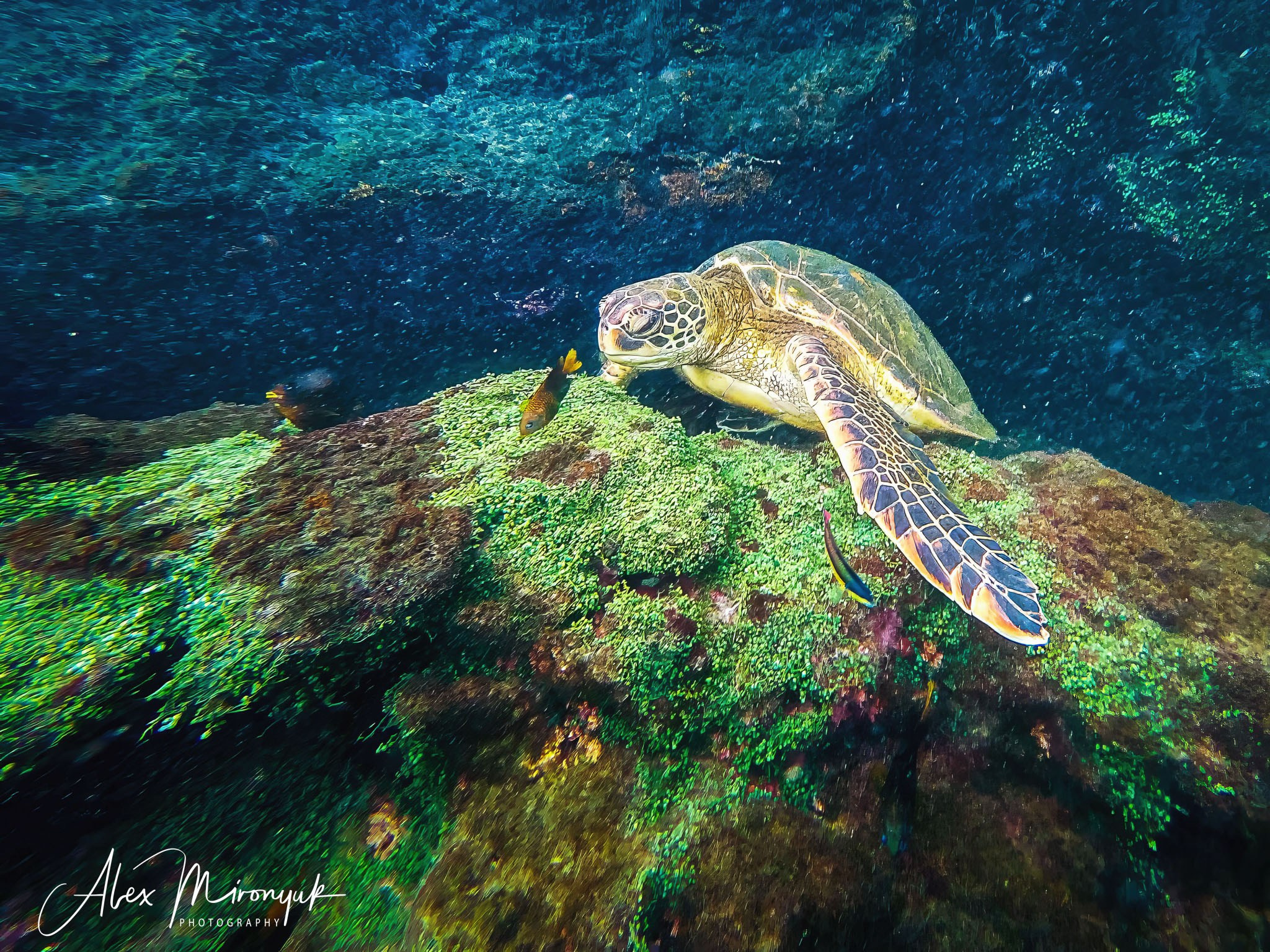 Galapagos Islands Adventure. Alex Mironyuk Photography