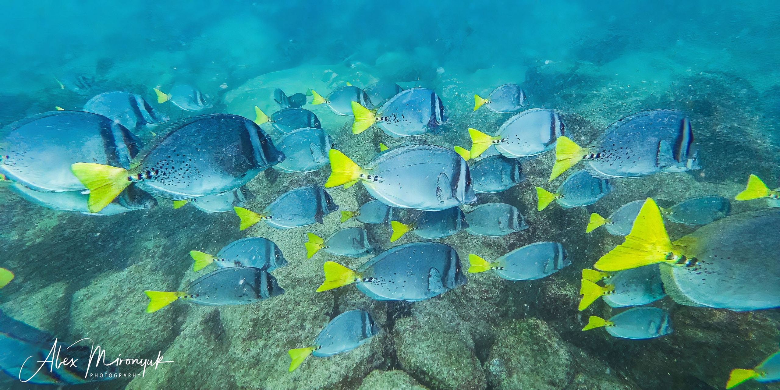 Galapagos Islands Adventure. Alex Mironyuk Photography
