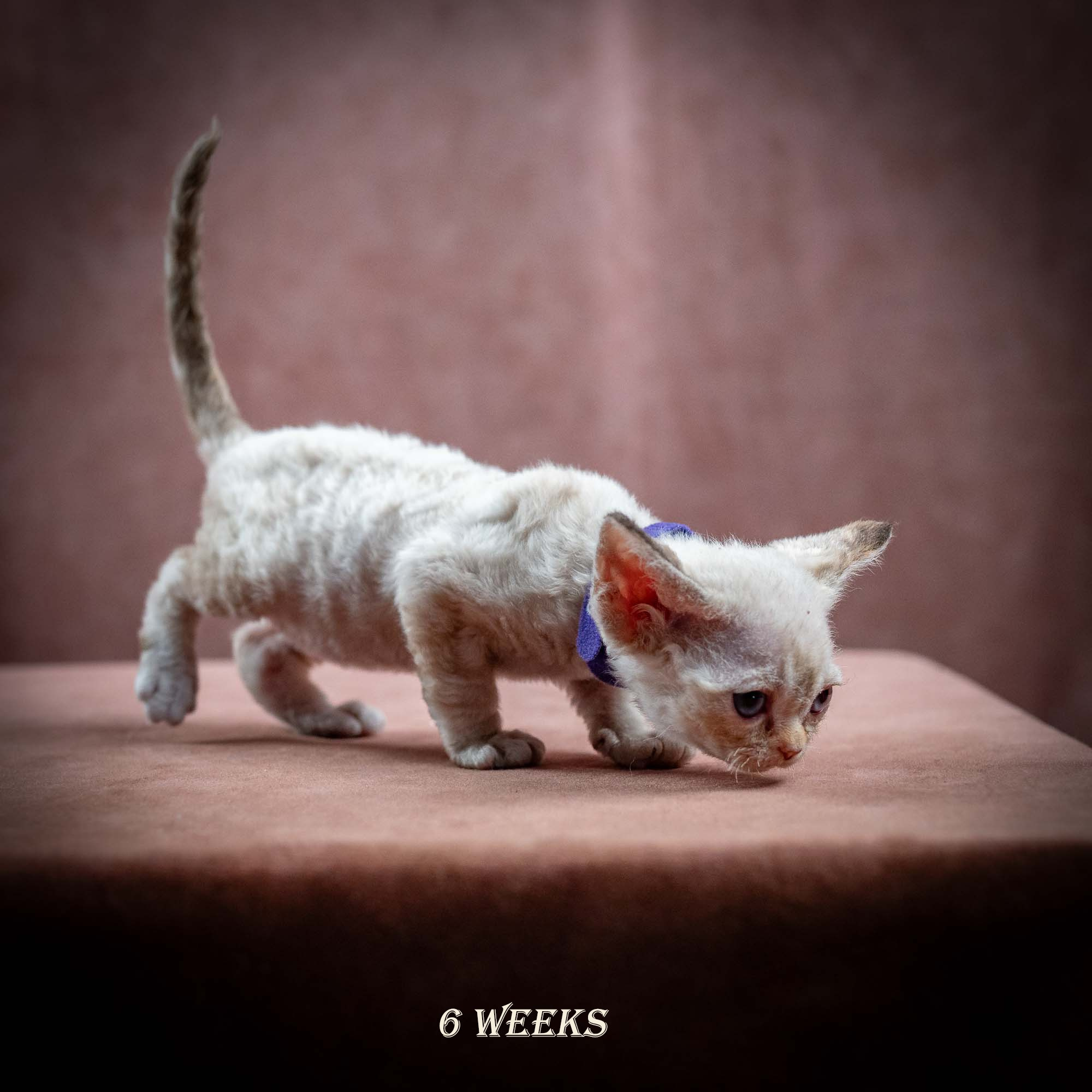Iris, girl, born 06.01.2025. Devon Rex Pixie Cattery