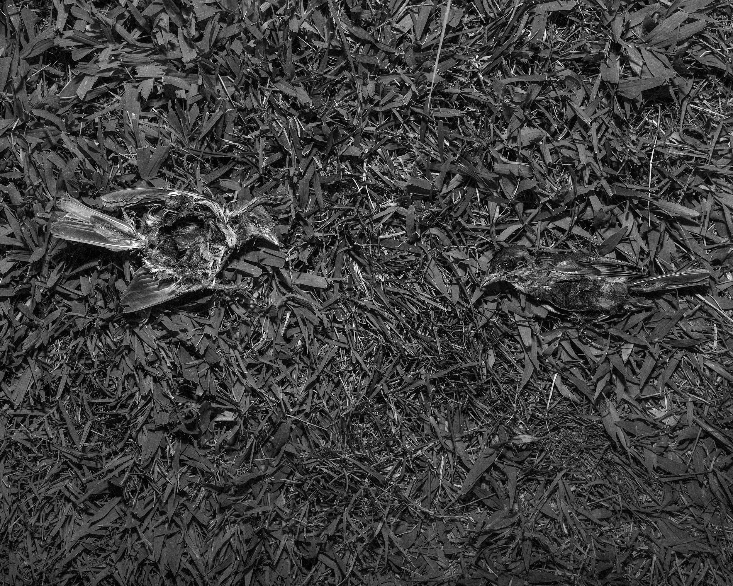 Katya Bogachevskaya — independent curator, lecturer