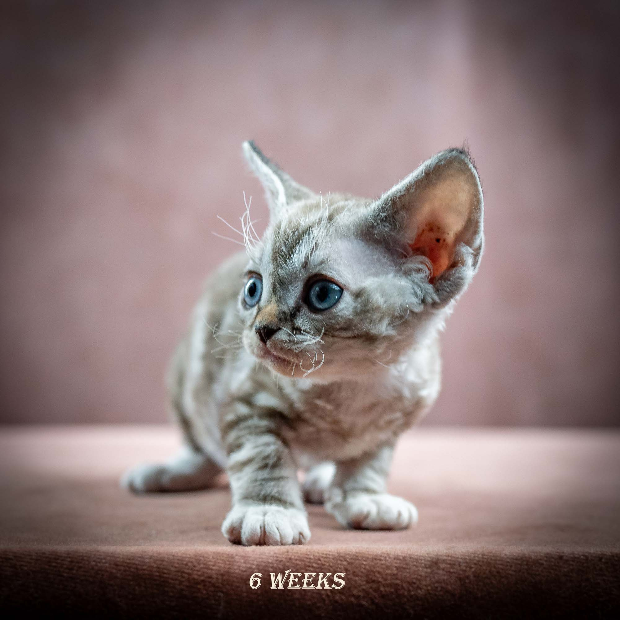 Irwin, boy, born 06.01.2025. Devon Rex Pixie Cattery