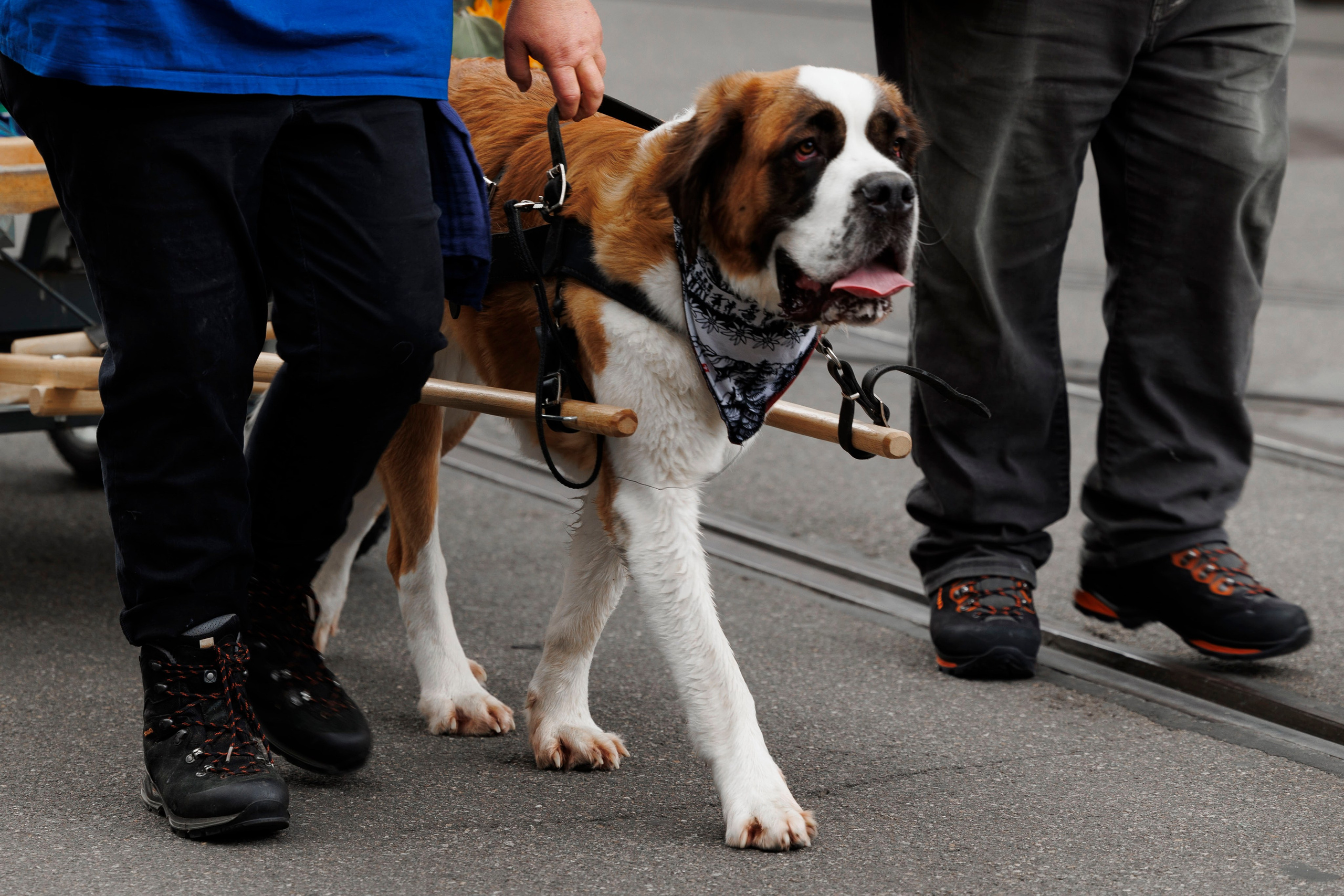 Trachtenfest 24. FotoStory by Lana Gfeller / Kanton Zürich