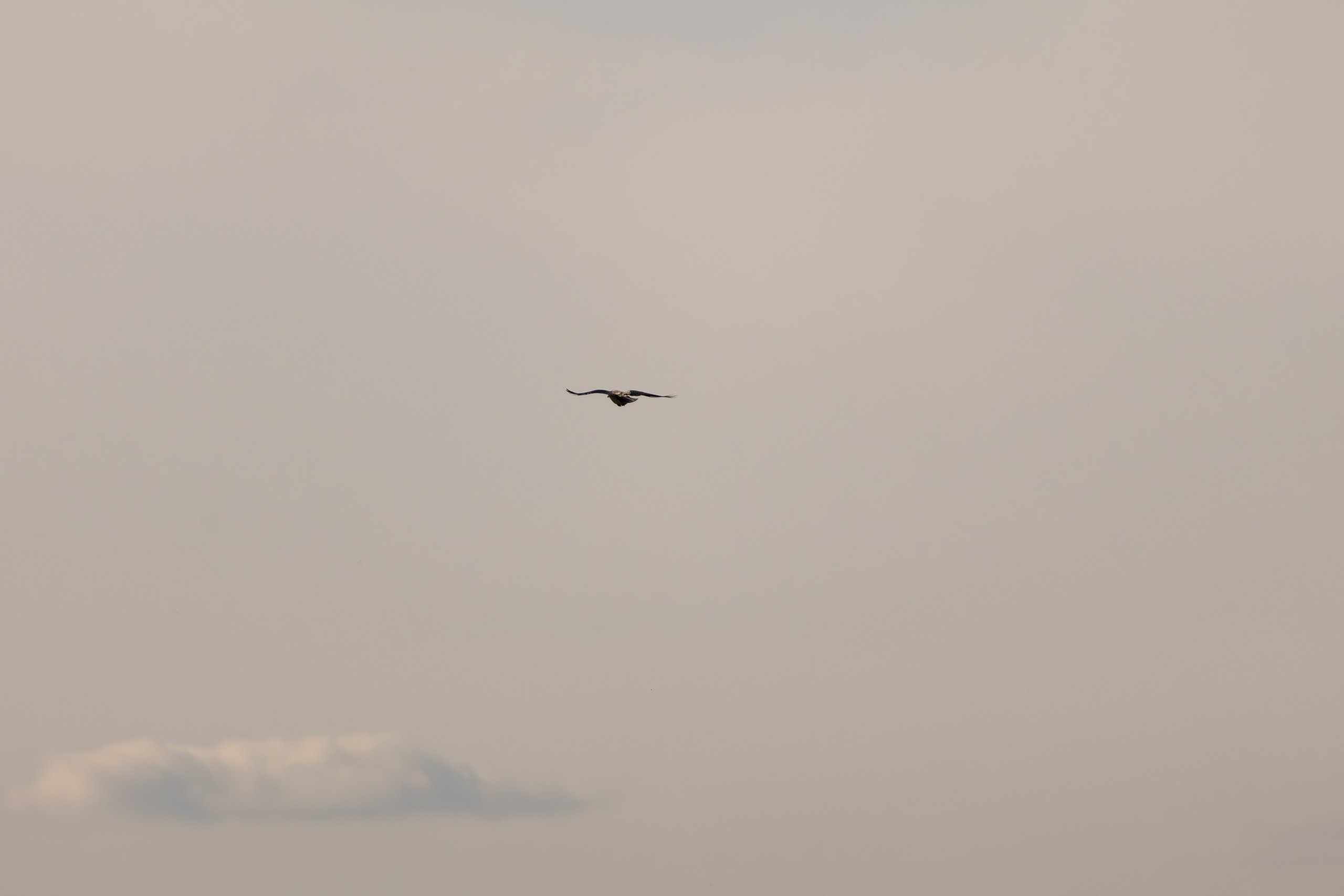 გასეირნება რუსთავის პარკში. FramefreeMan