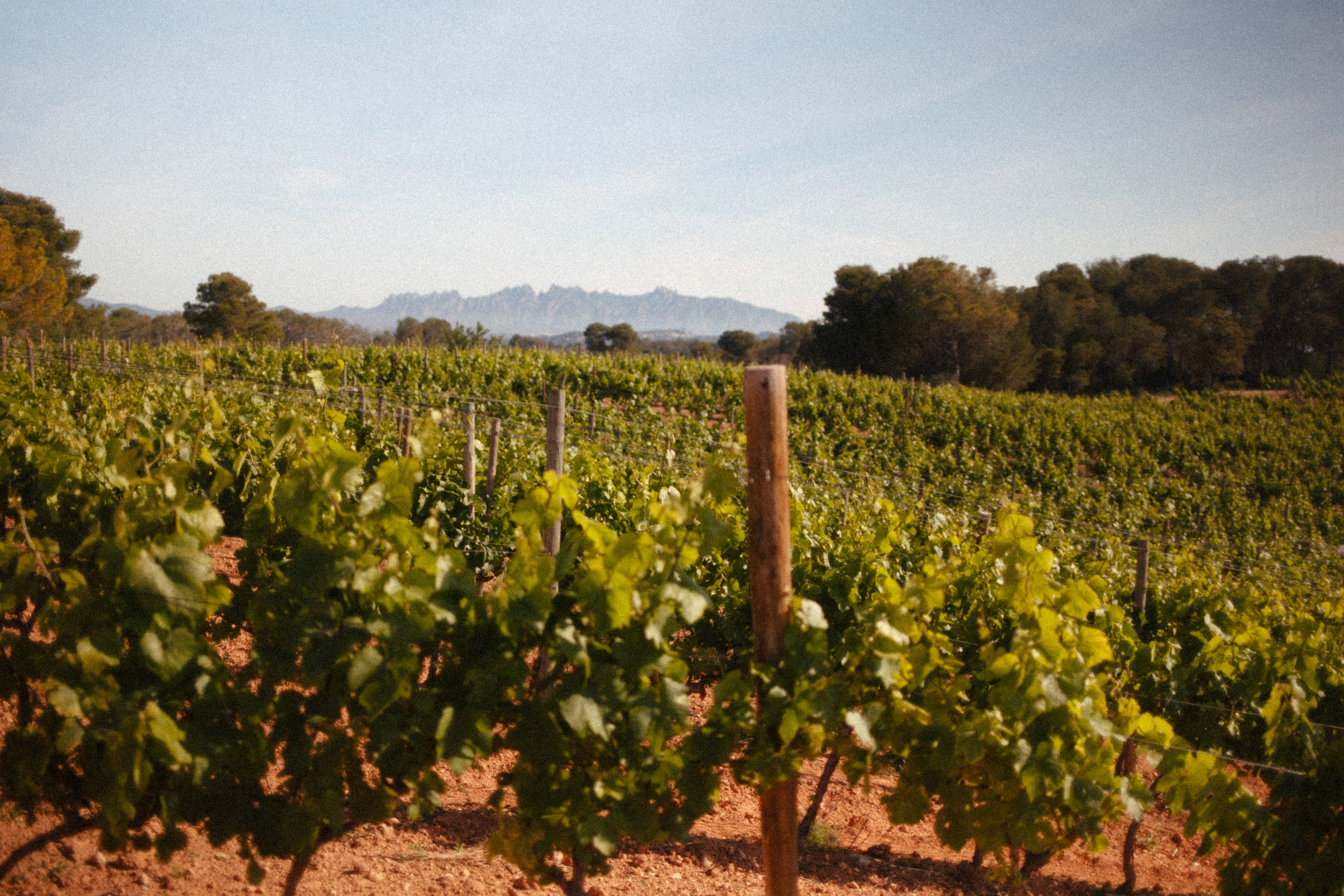 Morning light over biodynamic vineyard at Gramona