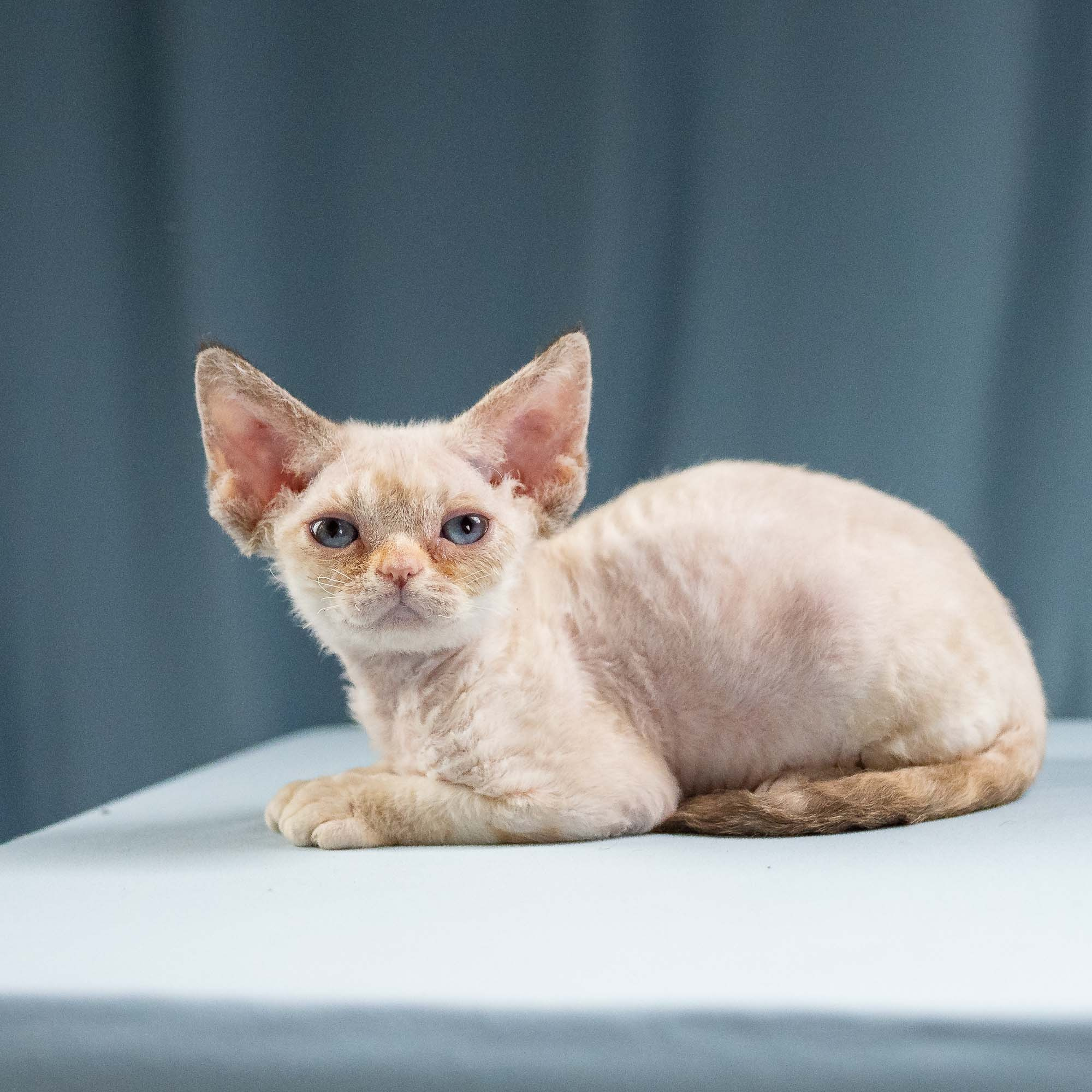 Iris, girl, born 06.01.2025. Devon Rex Pixie Cattery