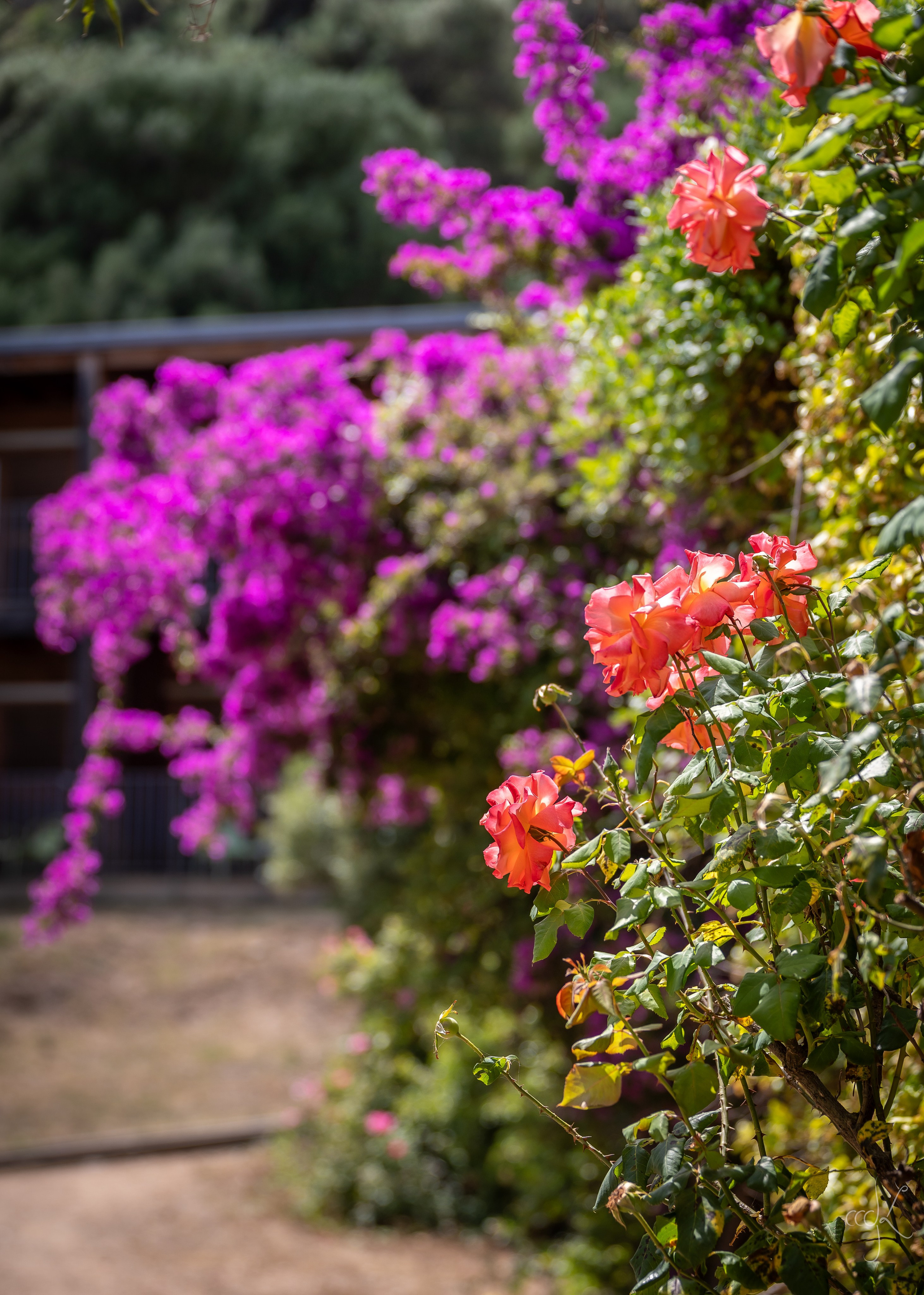 FLOWTIME: the 6th Cargèse summer school. Expect Miracles Photography by Kate & Andrew