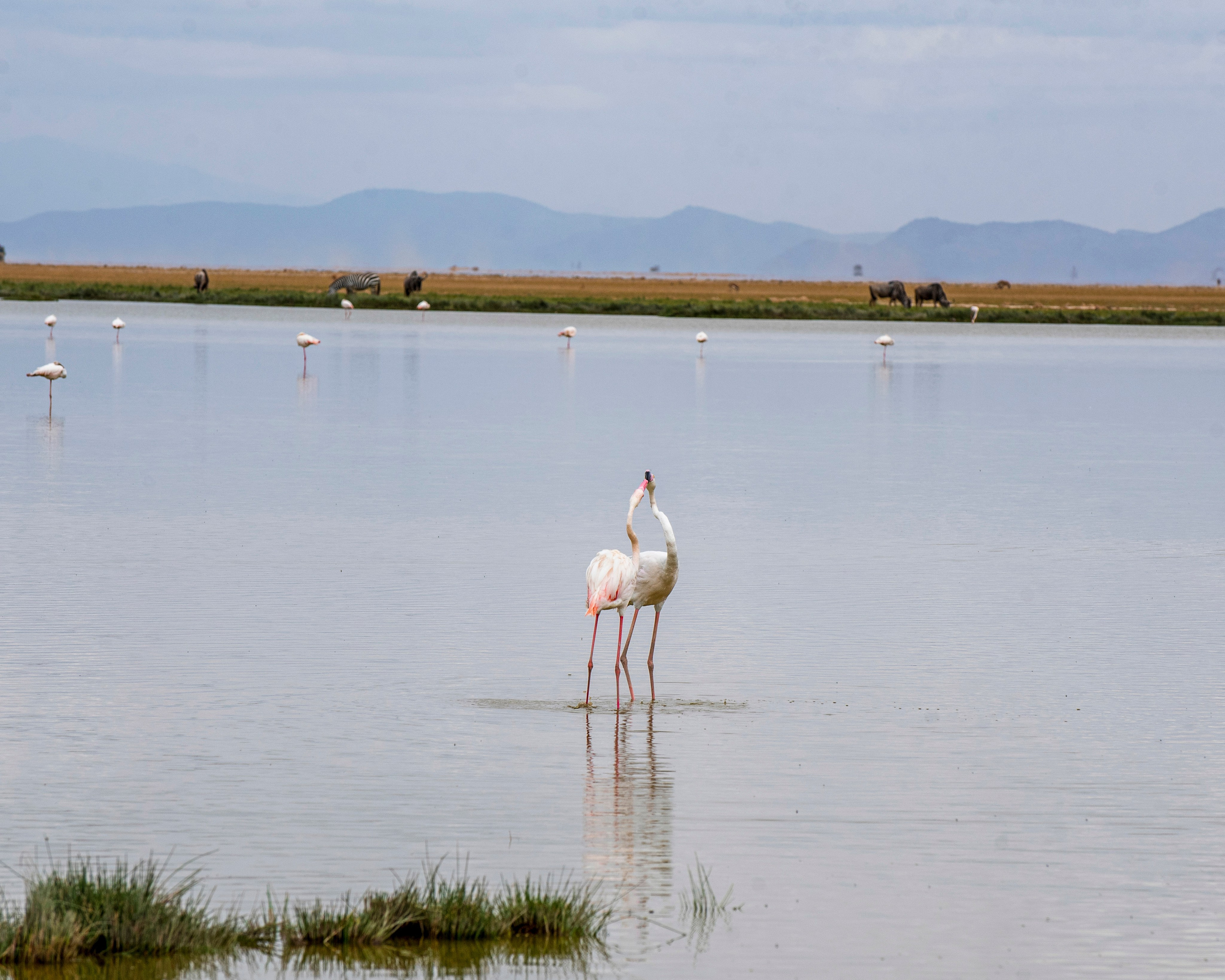 Flamingoes in Amboseli National park- wildlife photography