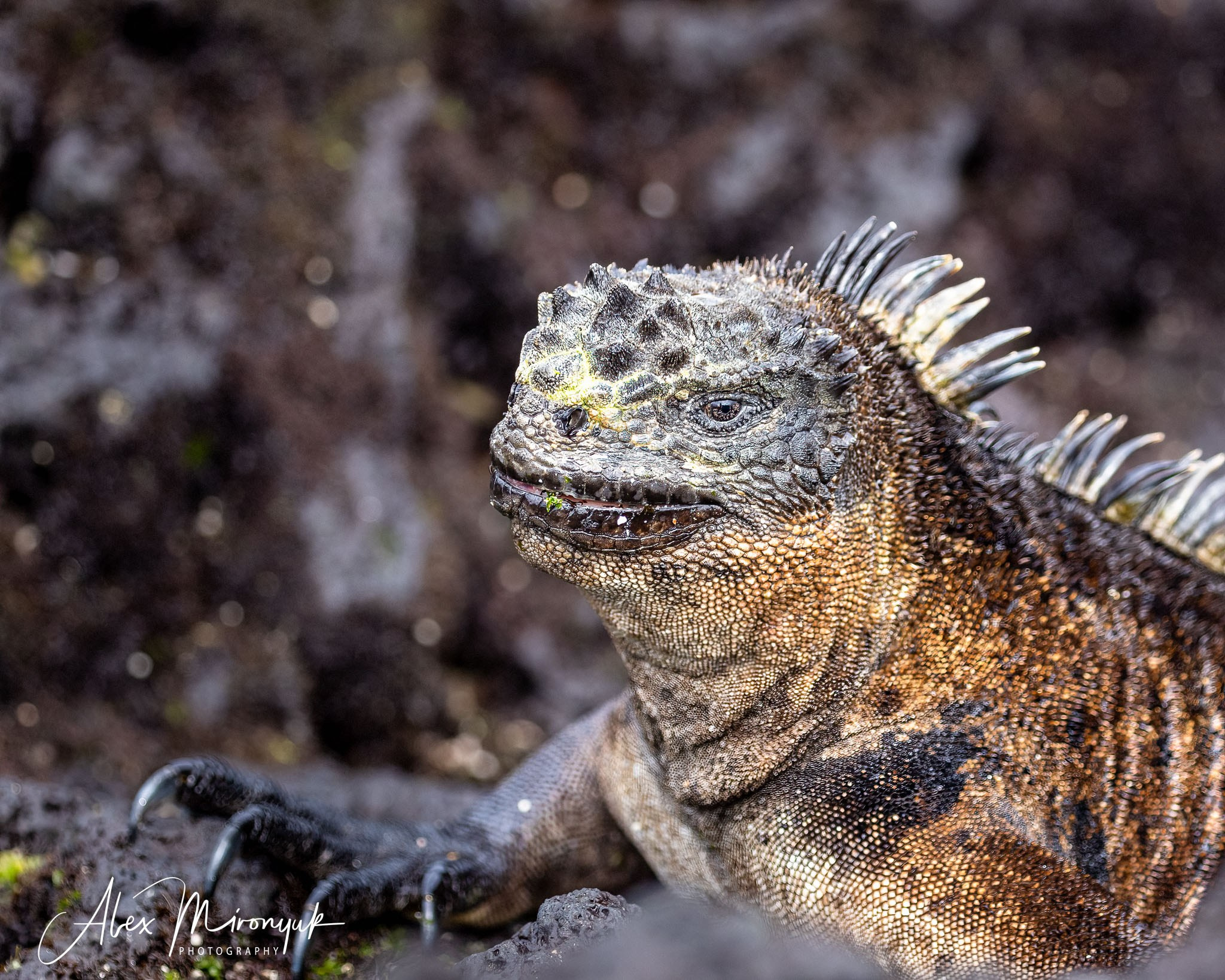 Galapagos Islands Adventure. Alex Mironyuk Photography
